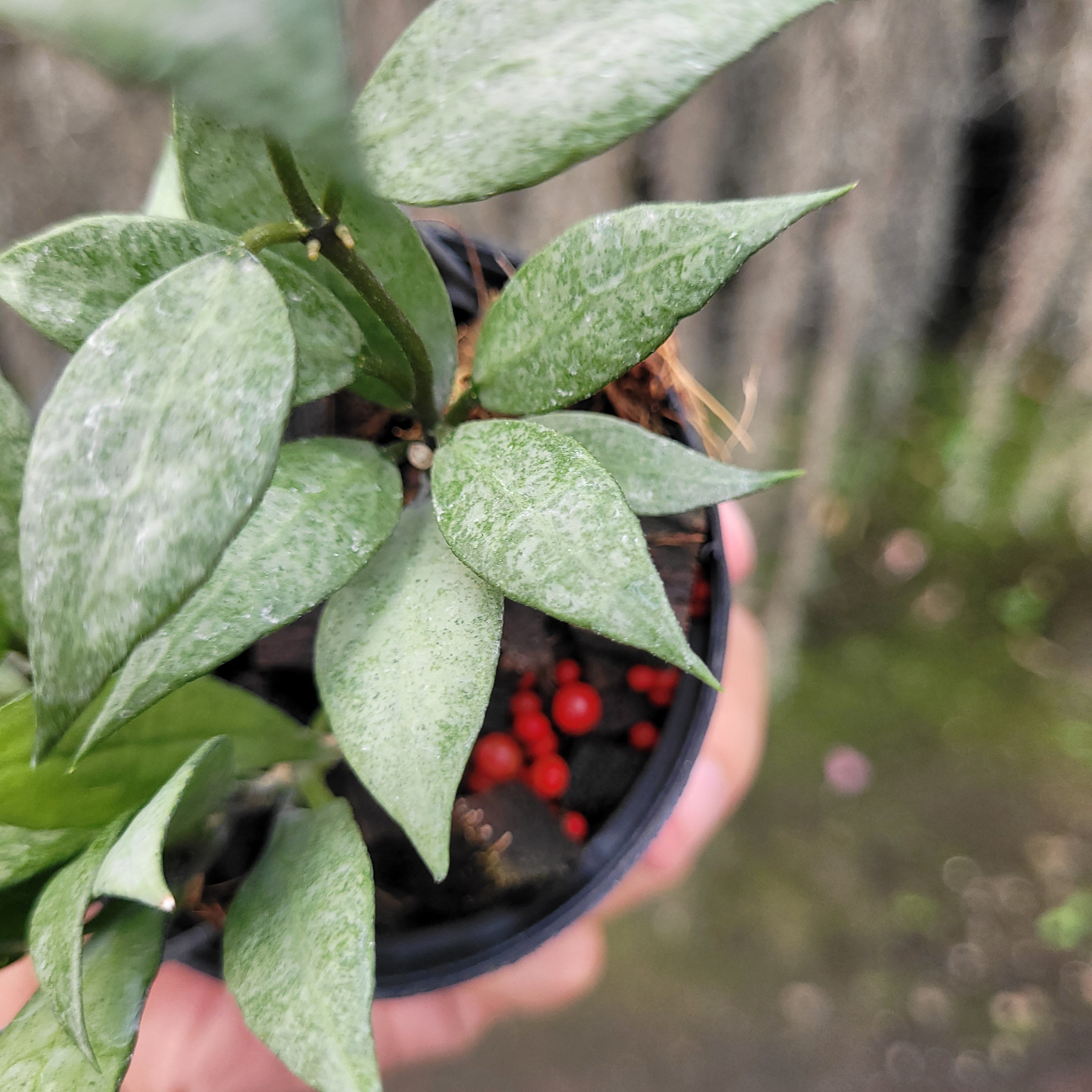 Hoya Lacunosa White Pearl