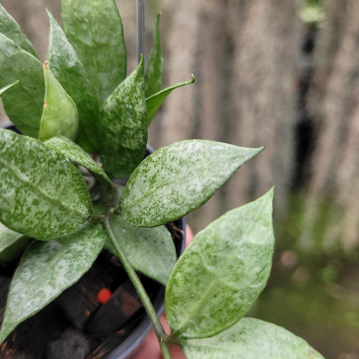 Hoya Lacunosa White Pearl