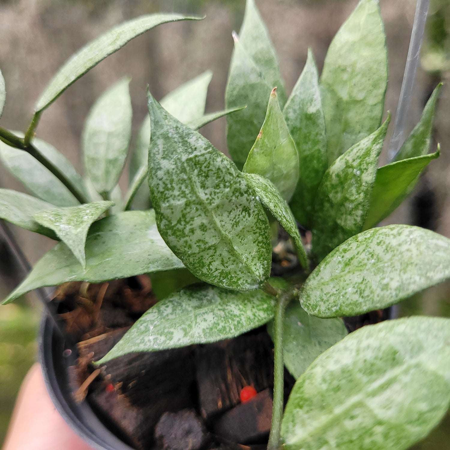 Hoya Lacunosa White Pearl