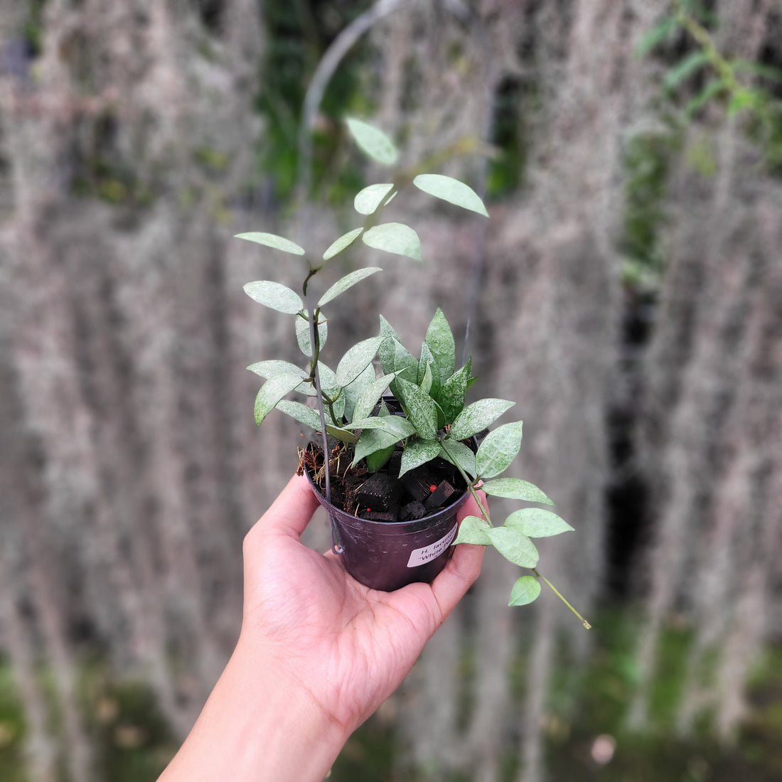 Hoya Lacunosa White Pearl