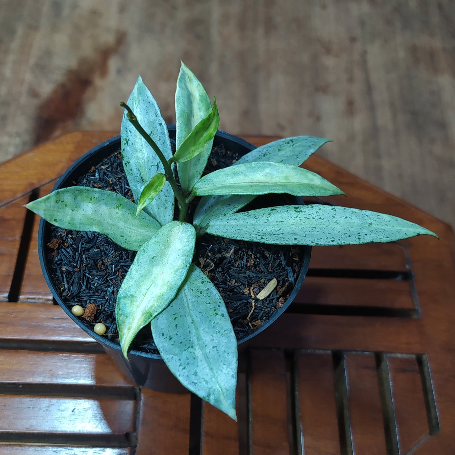 Hoya Lacunosa Winter Pandora