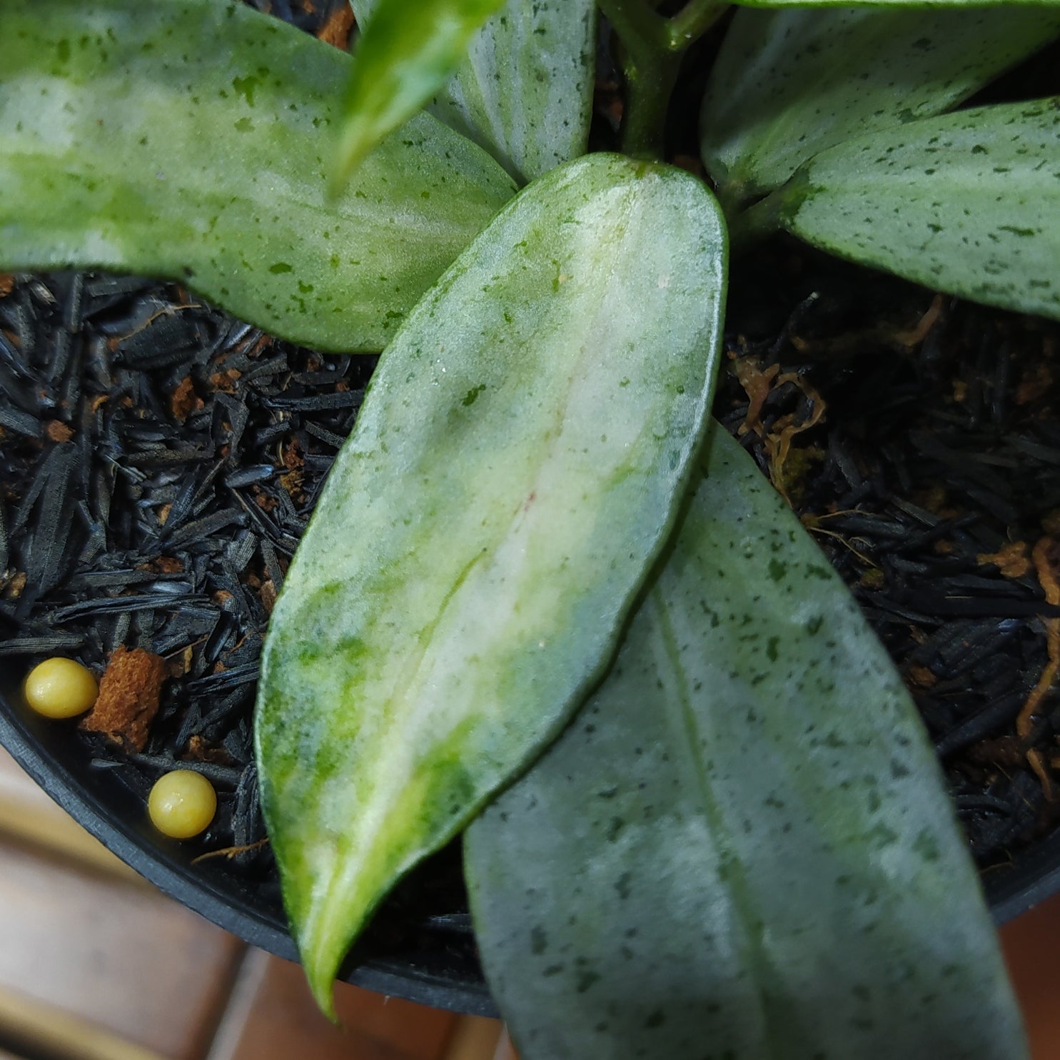 Hoya Lacunosa Winter Pandora