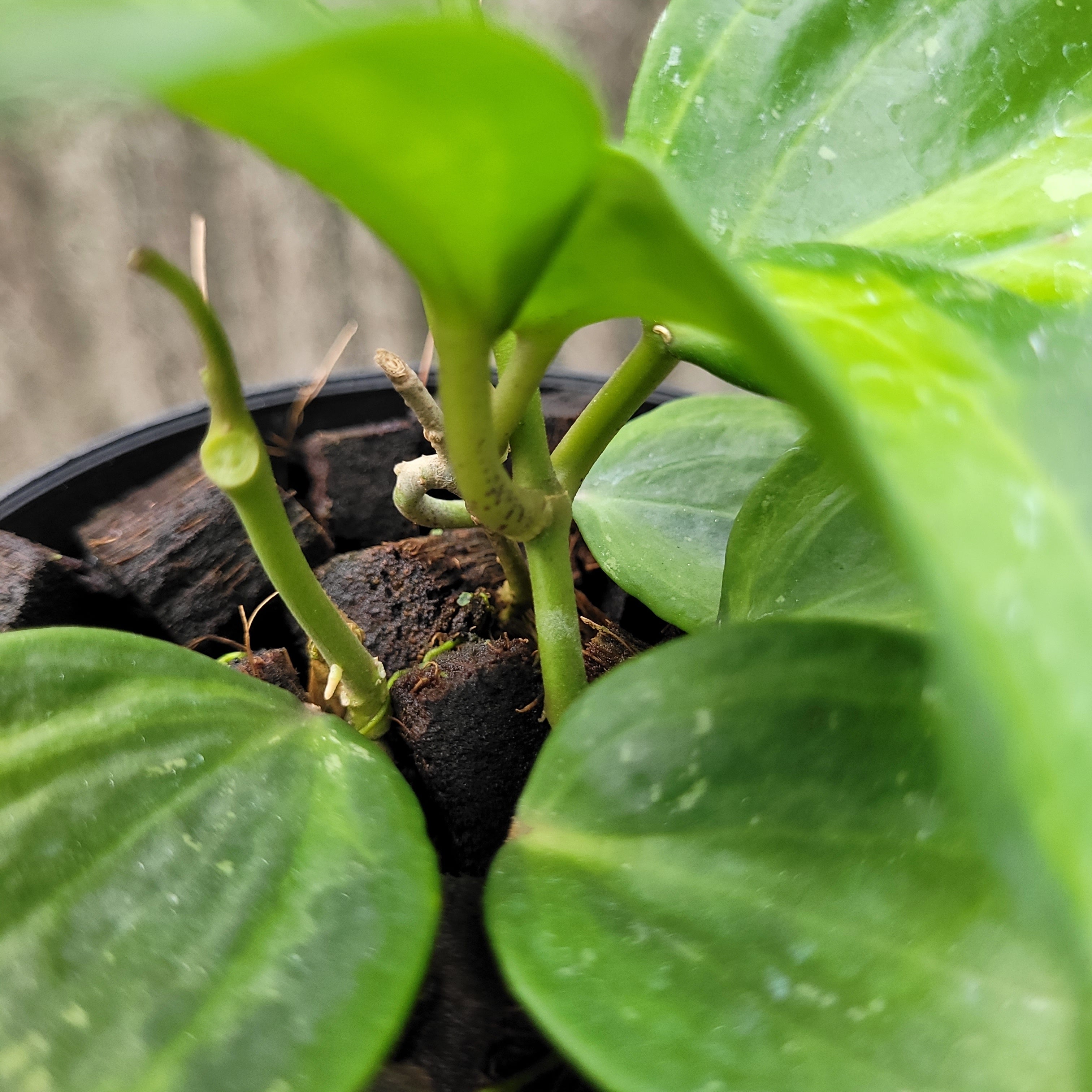 Hoya Latifolia Baibua