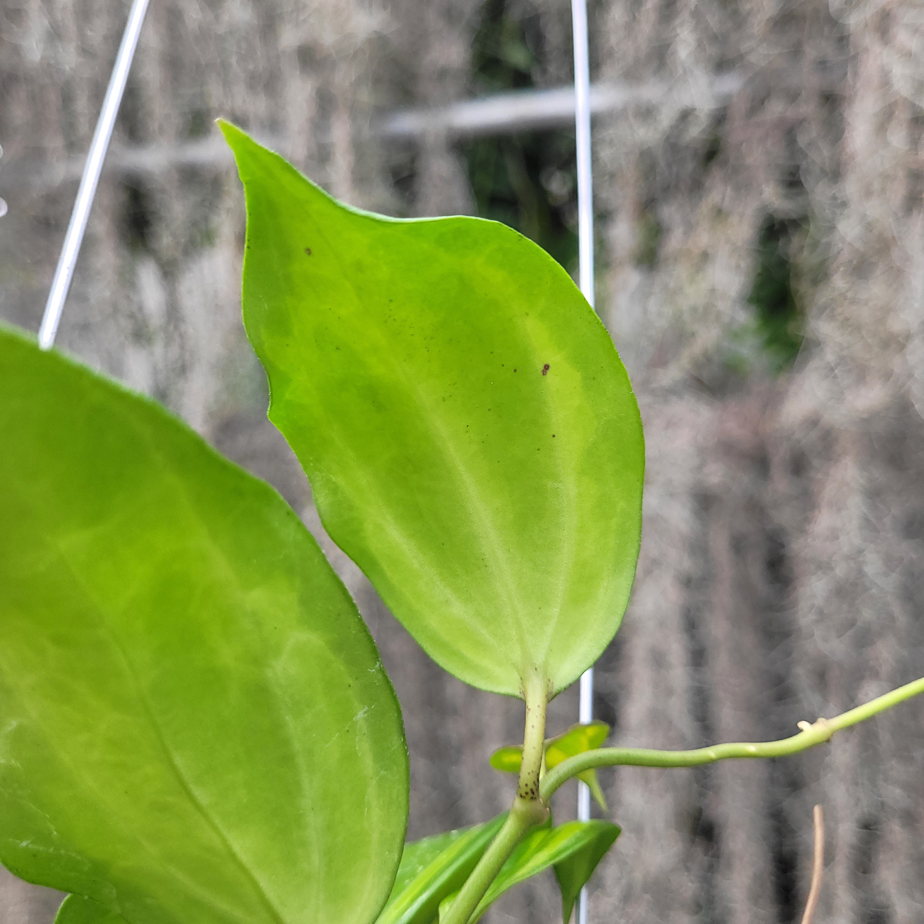 Hoya Latifolia Baibua