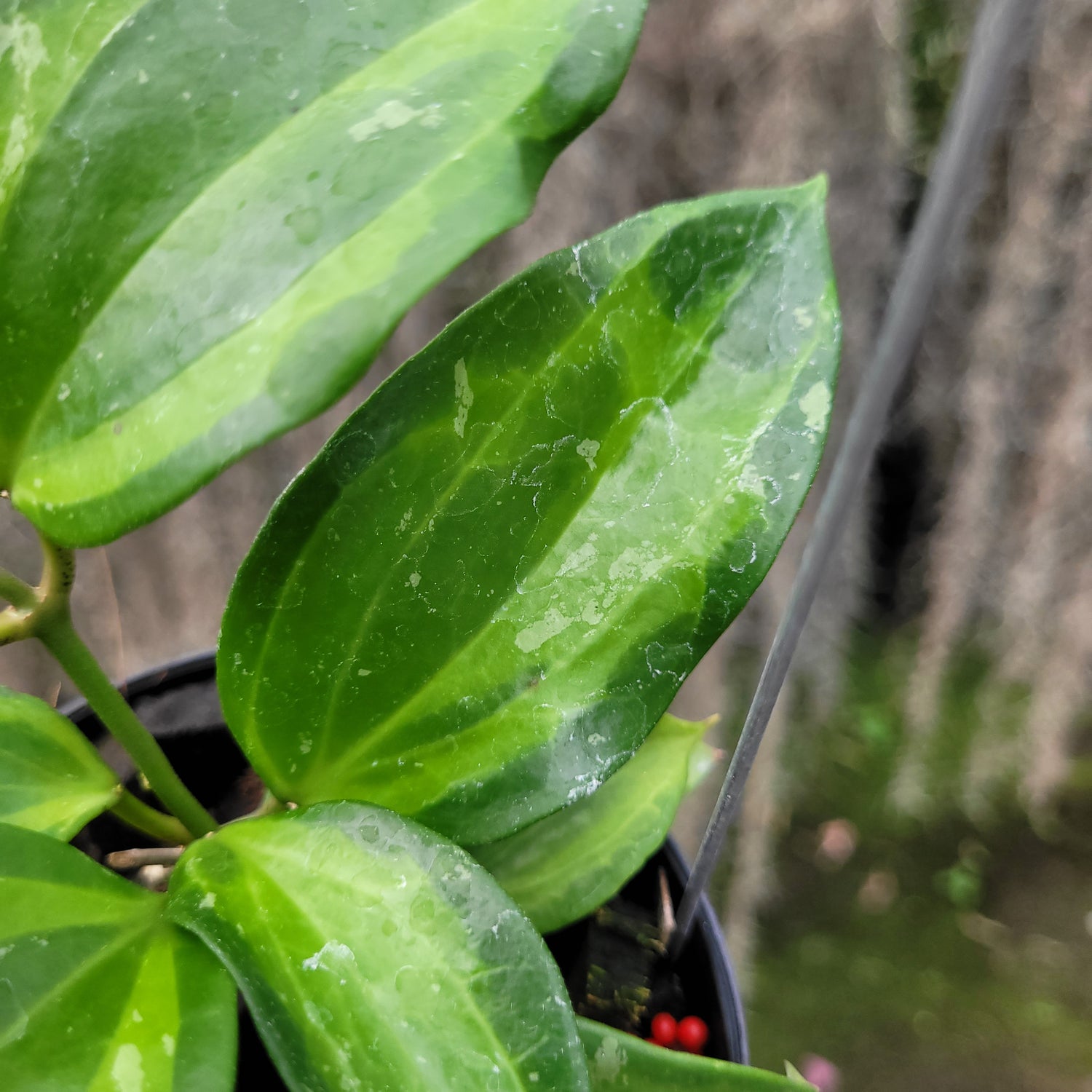 Hoya Latifolia Baibua