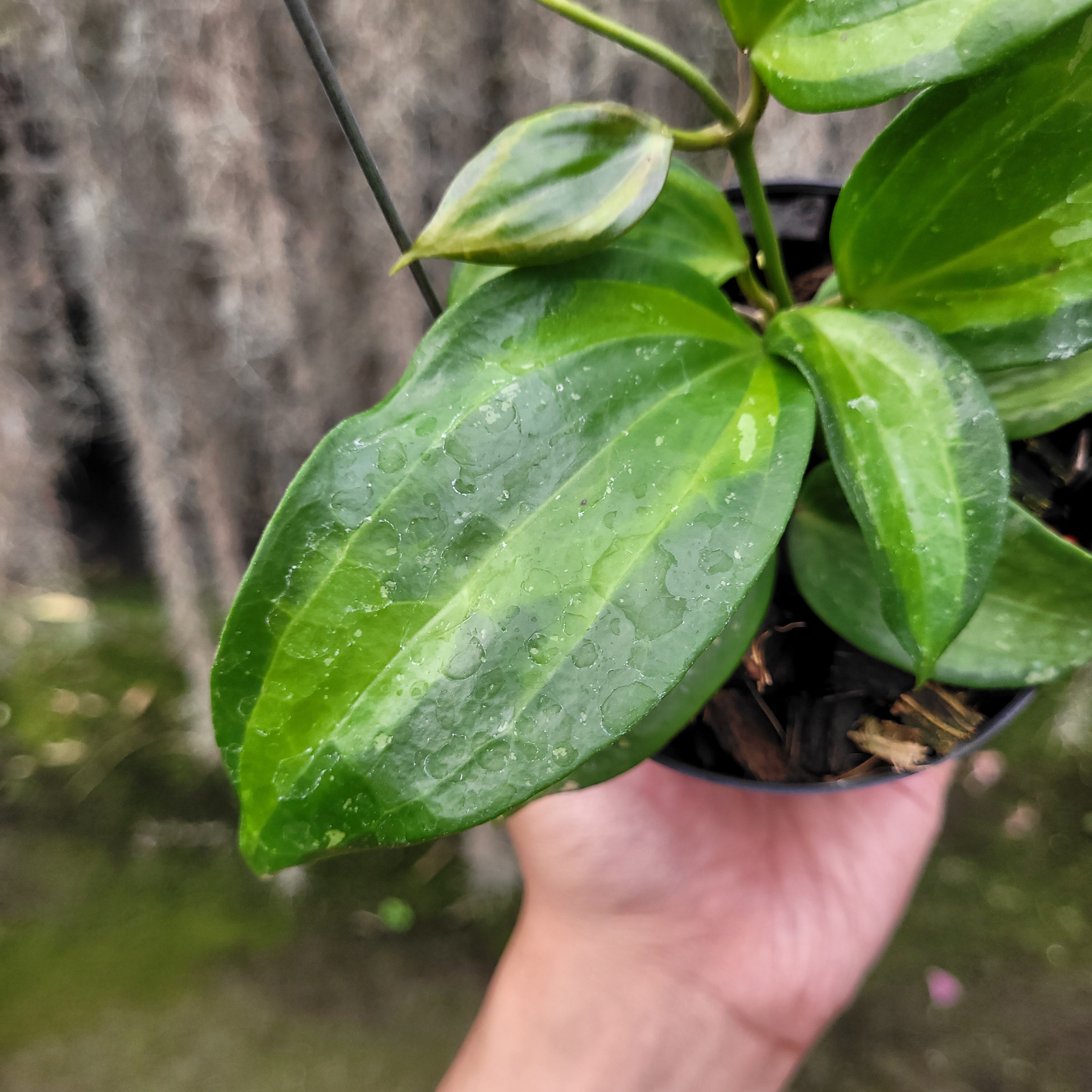 Hoya Latifolia Baibua