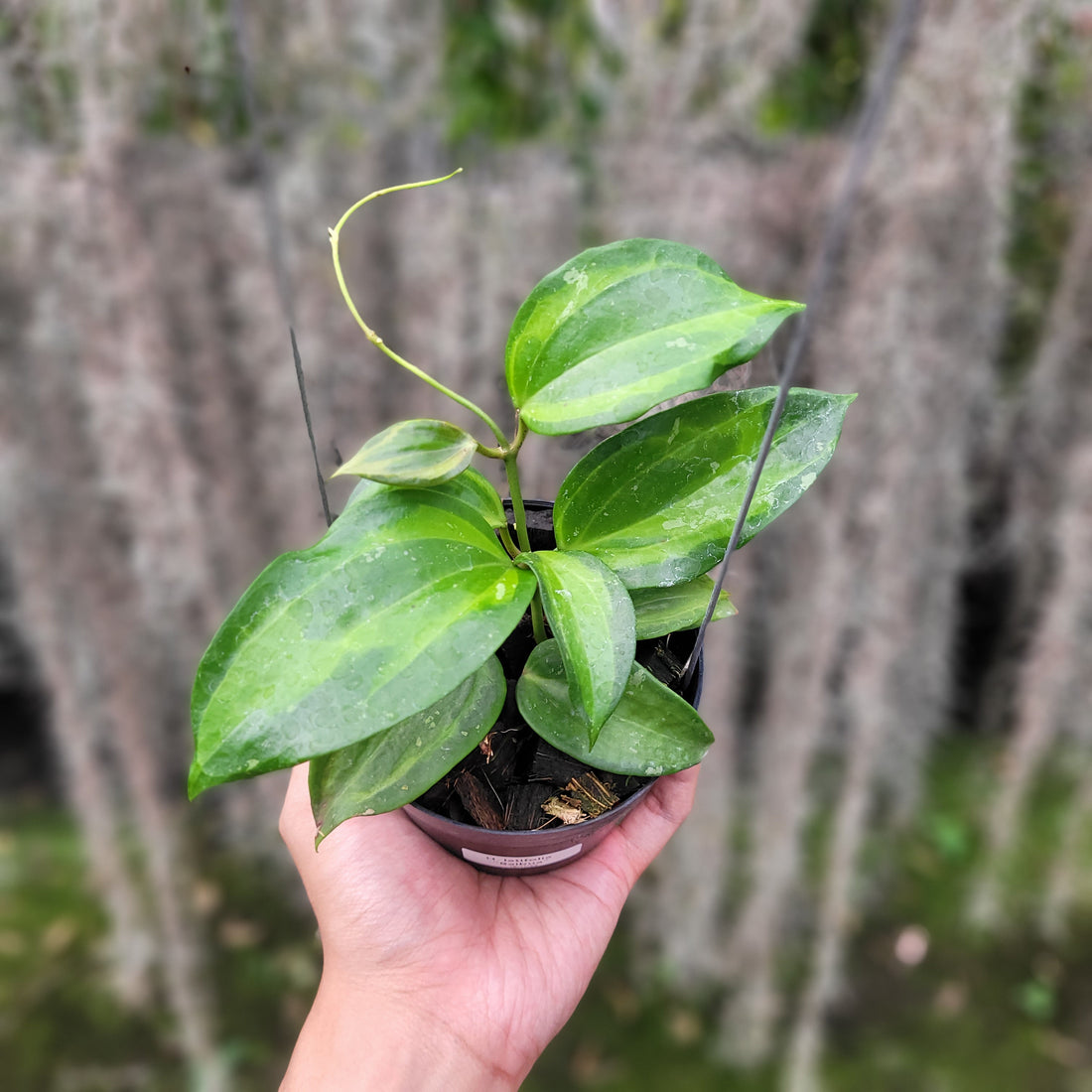 Hoya Latifolia Baibua