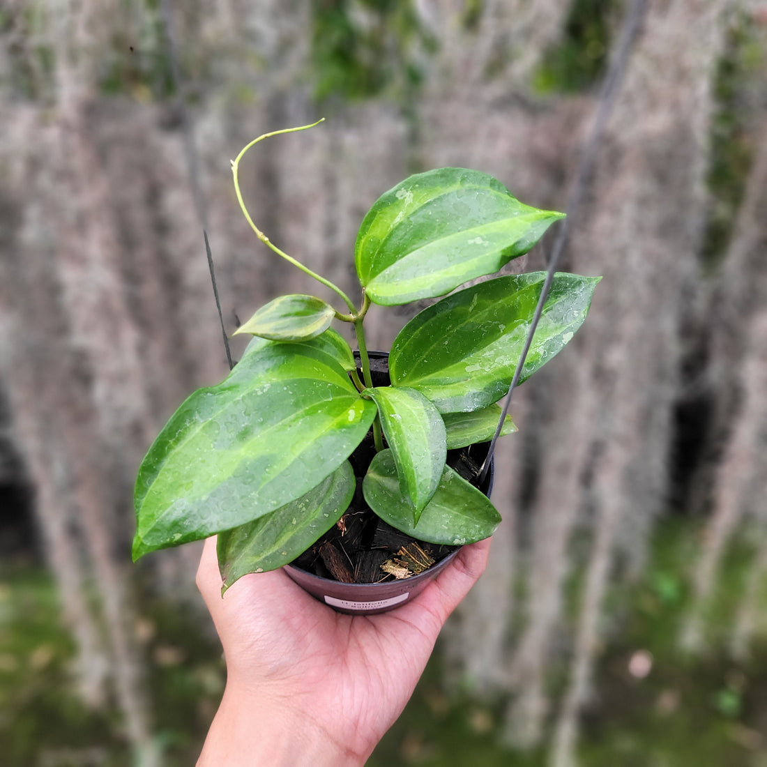 🎁 Hoya Latifolia Baibua (100% off)