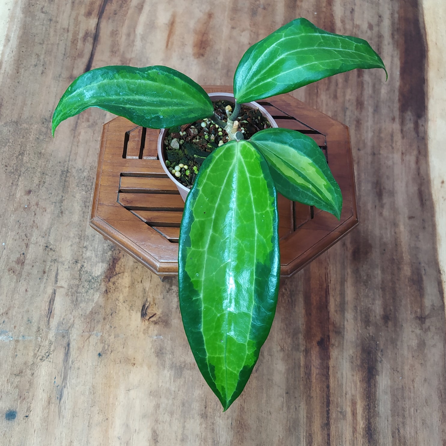 Hoya Latifolia Greenish Inner Variegated