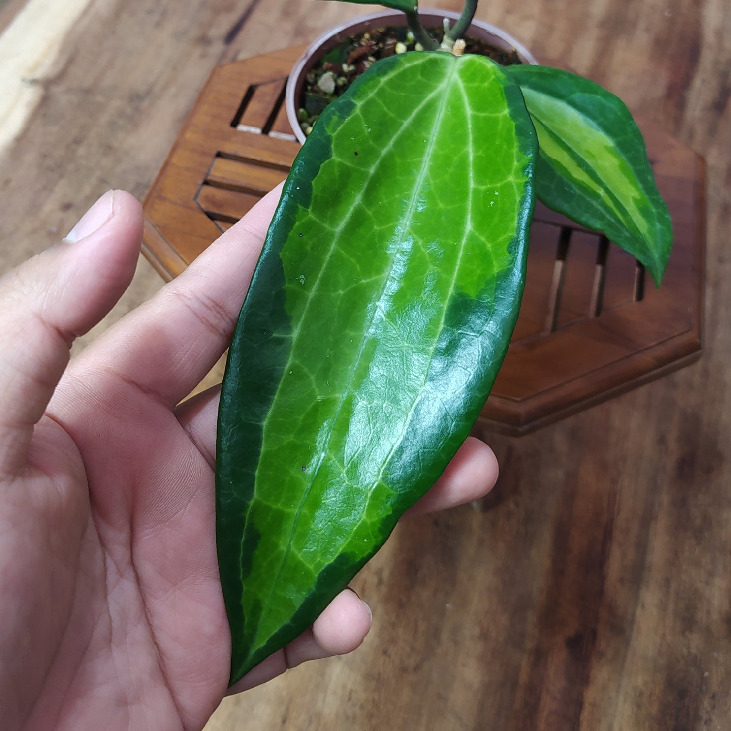 Hoya Latifolia Greenish Inner Variegated