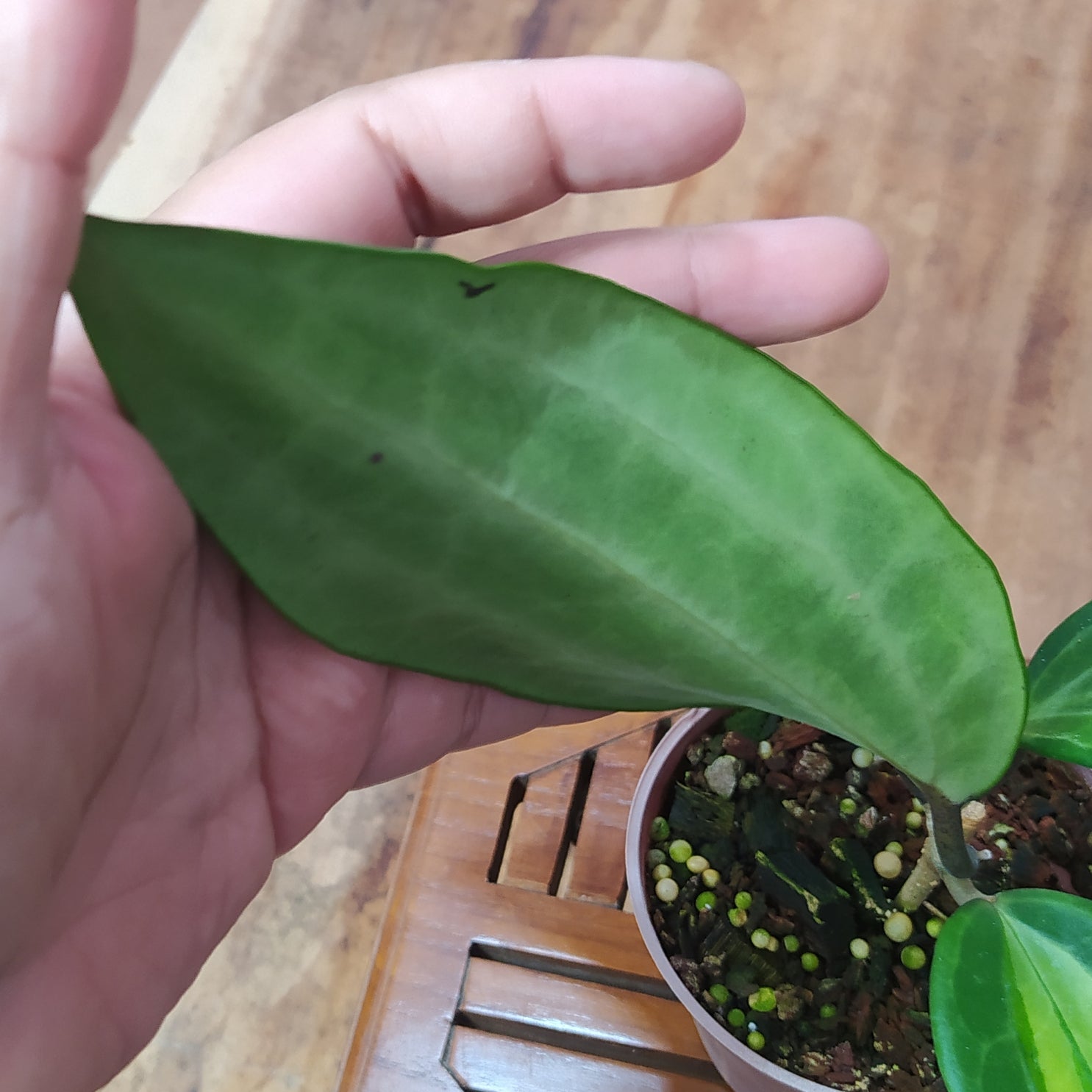 Hoya Latifolia Greenish Inner Variegated