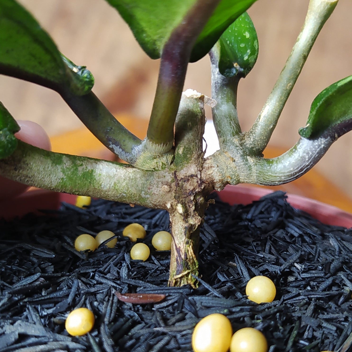 Hoya Latifolia Greenish Inner Variegated