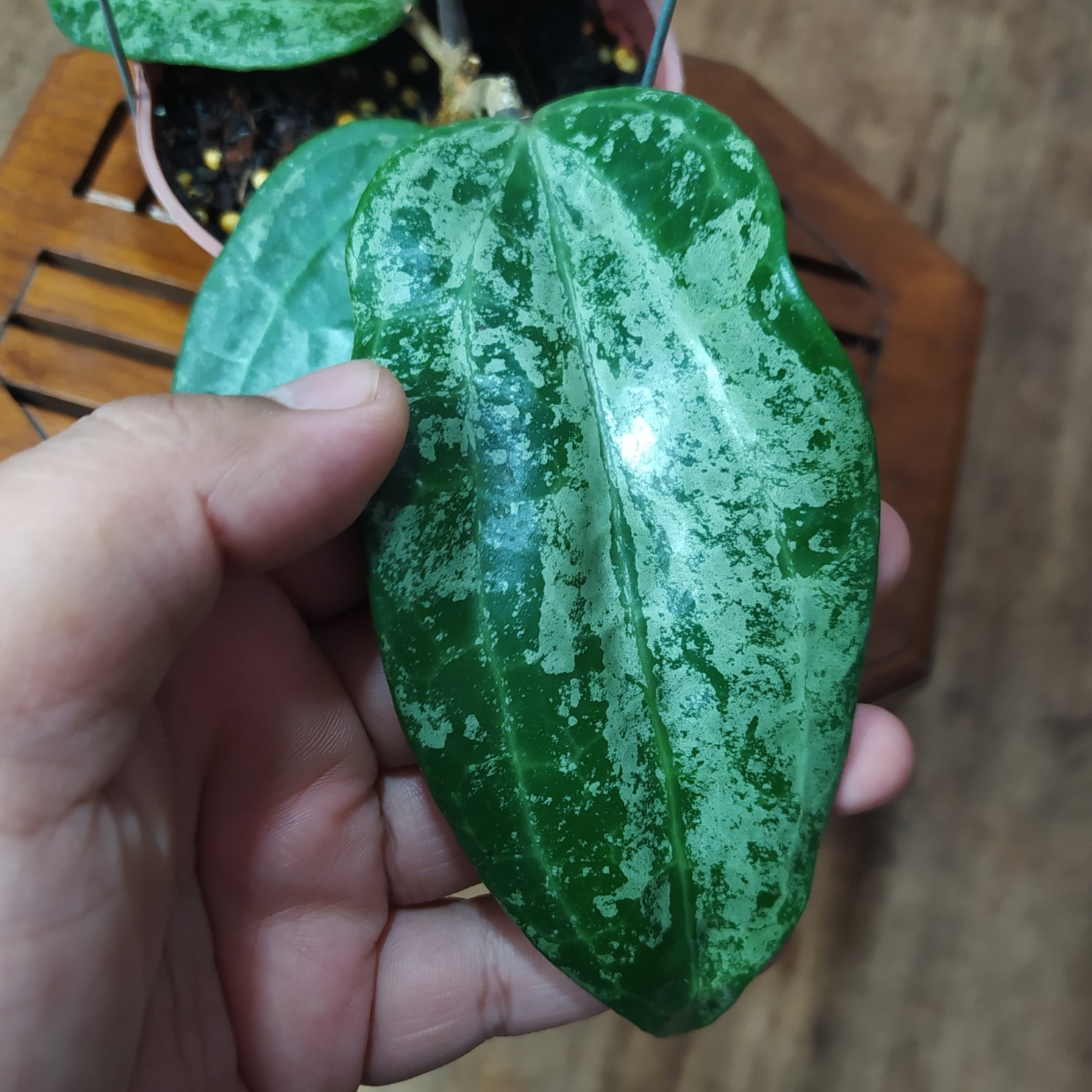 Hoya Latifolia High Splash