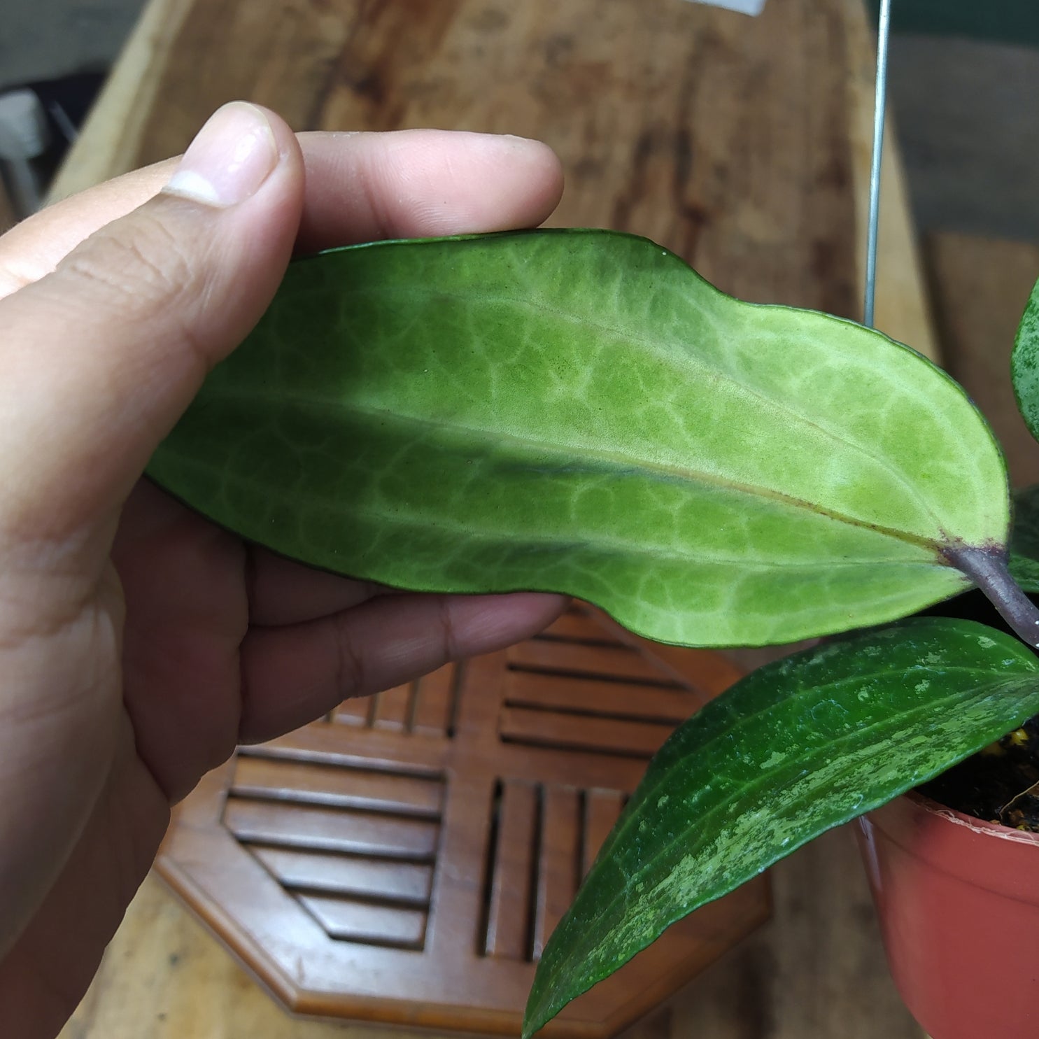 Hoya Latifolia High Splash