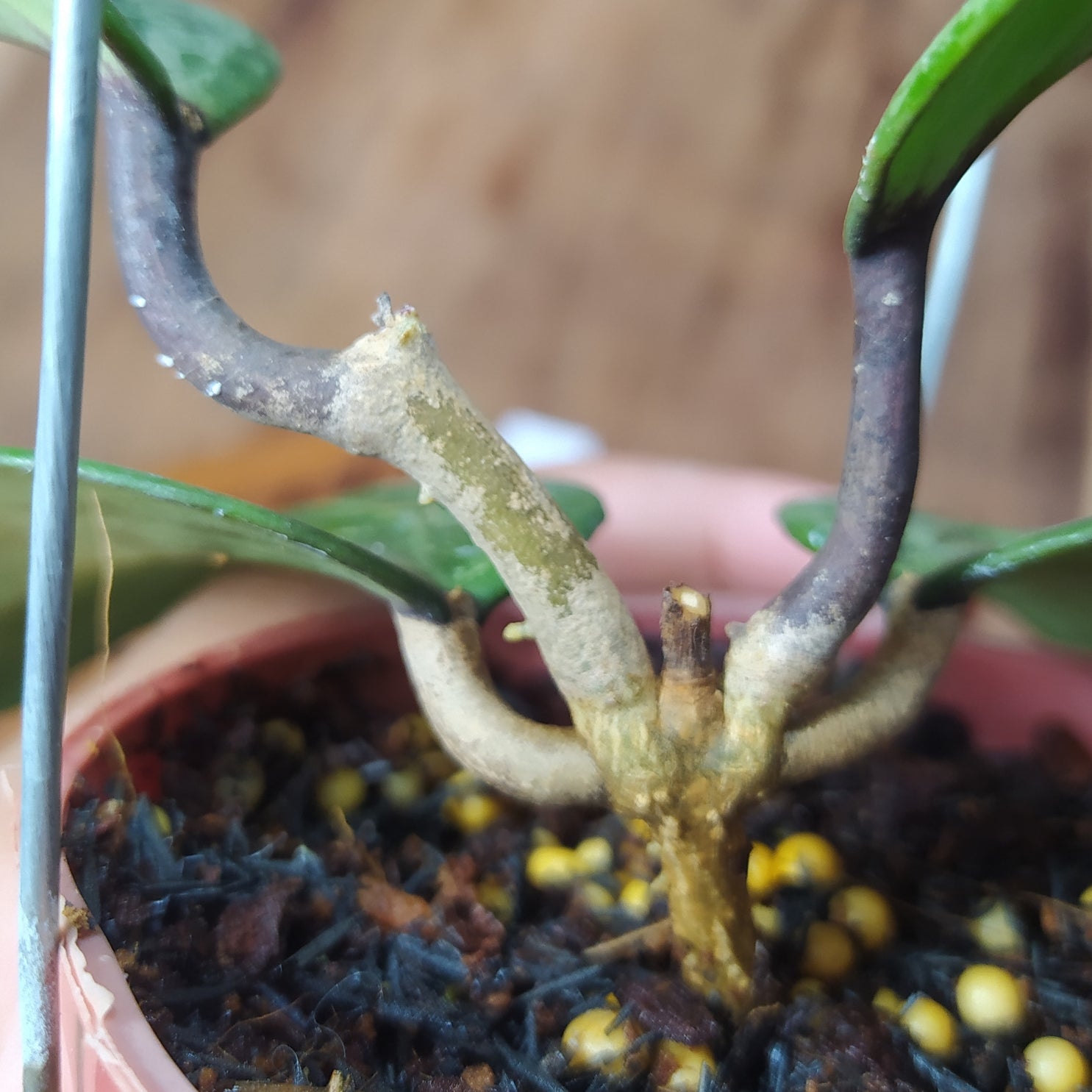 Hoya Latifolia High Splash