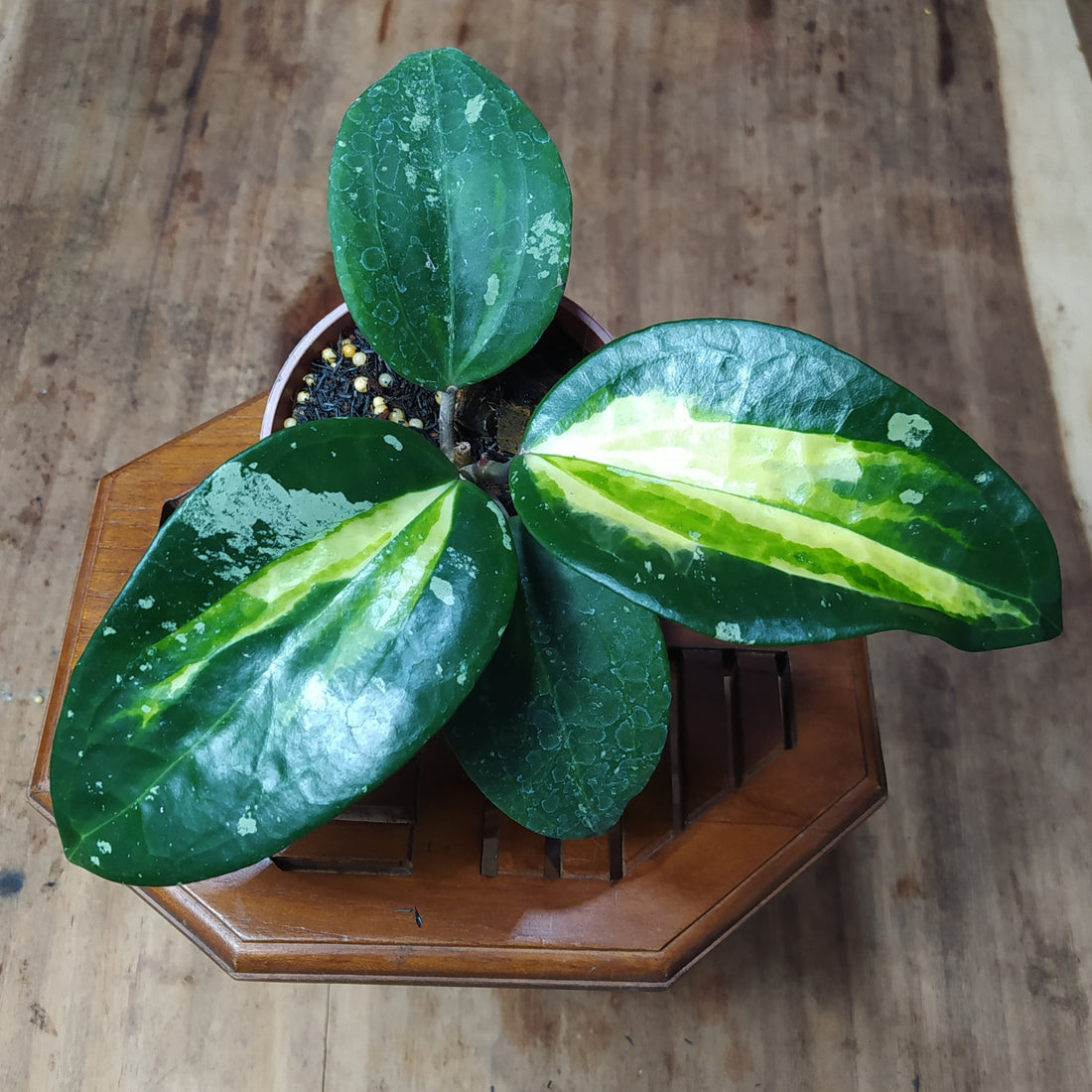 Hoya Latifolia Inner Var West Java