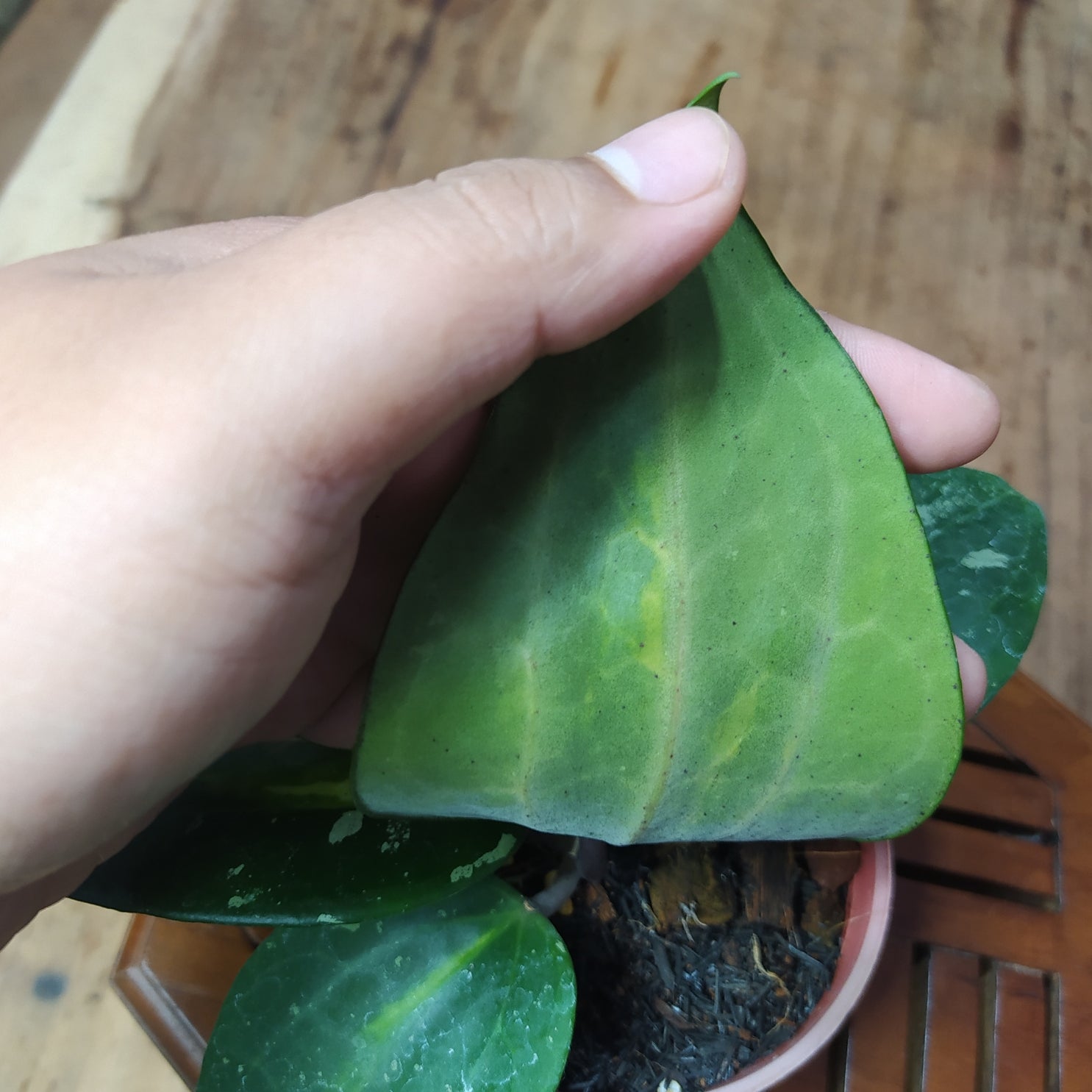 Hoya Latifolia Inner Var West Java