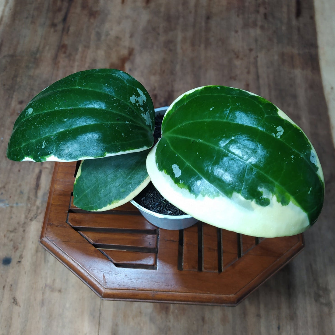 🎁 Hoya Latifolia SP Albomarginata Roundleaf (100% off)