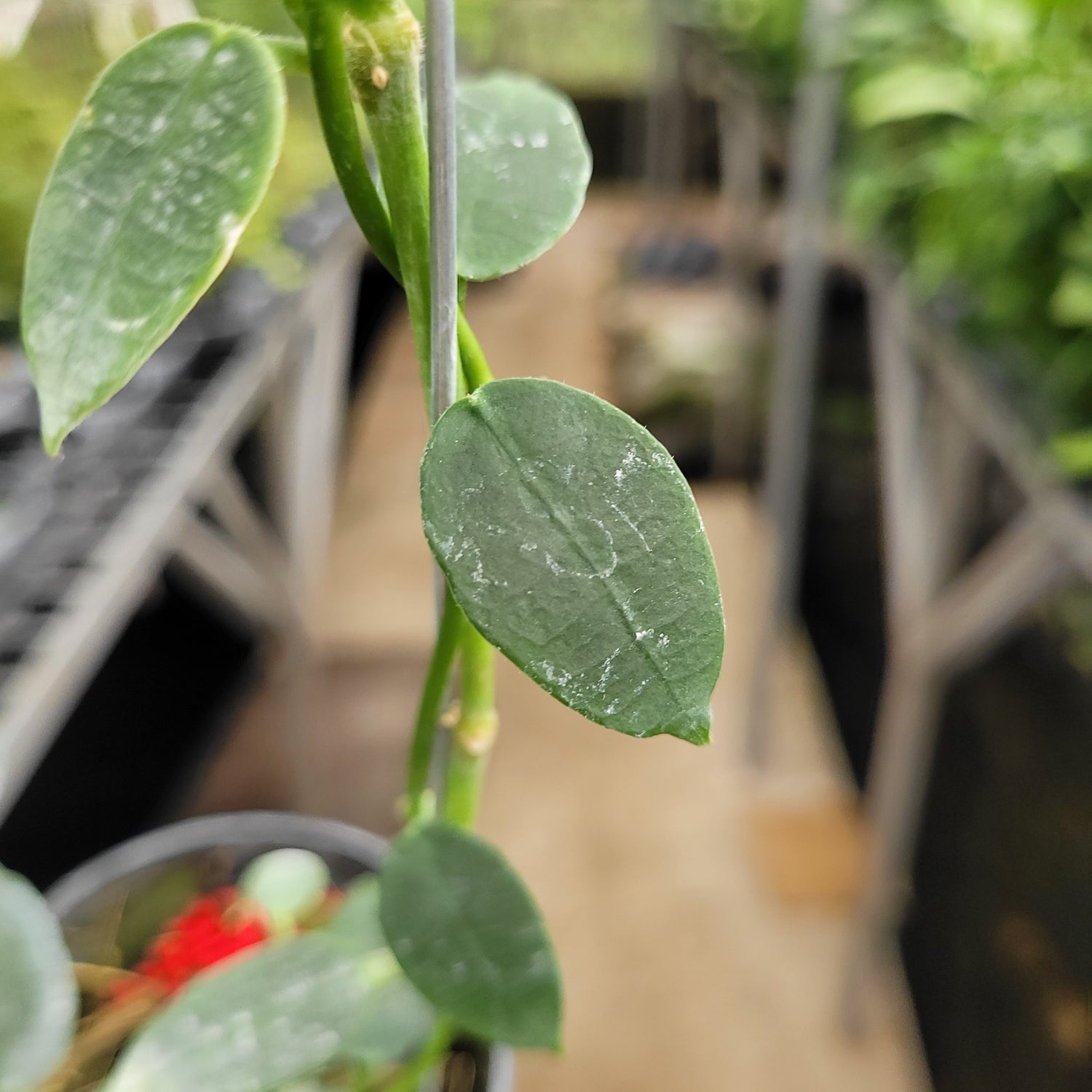 Hoya Lithophytica