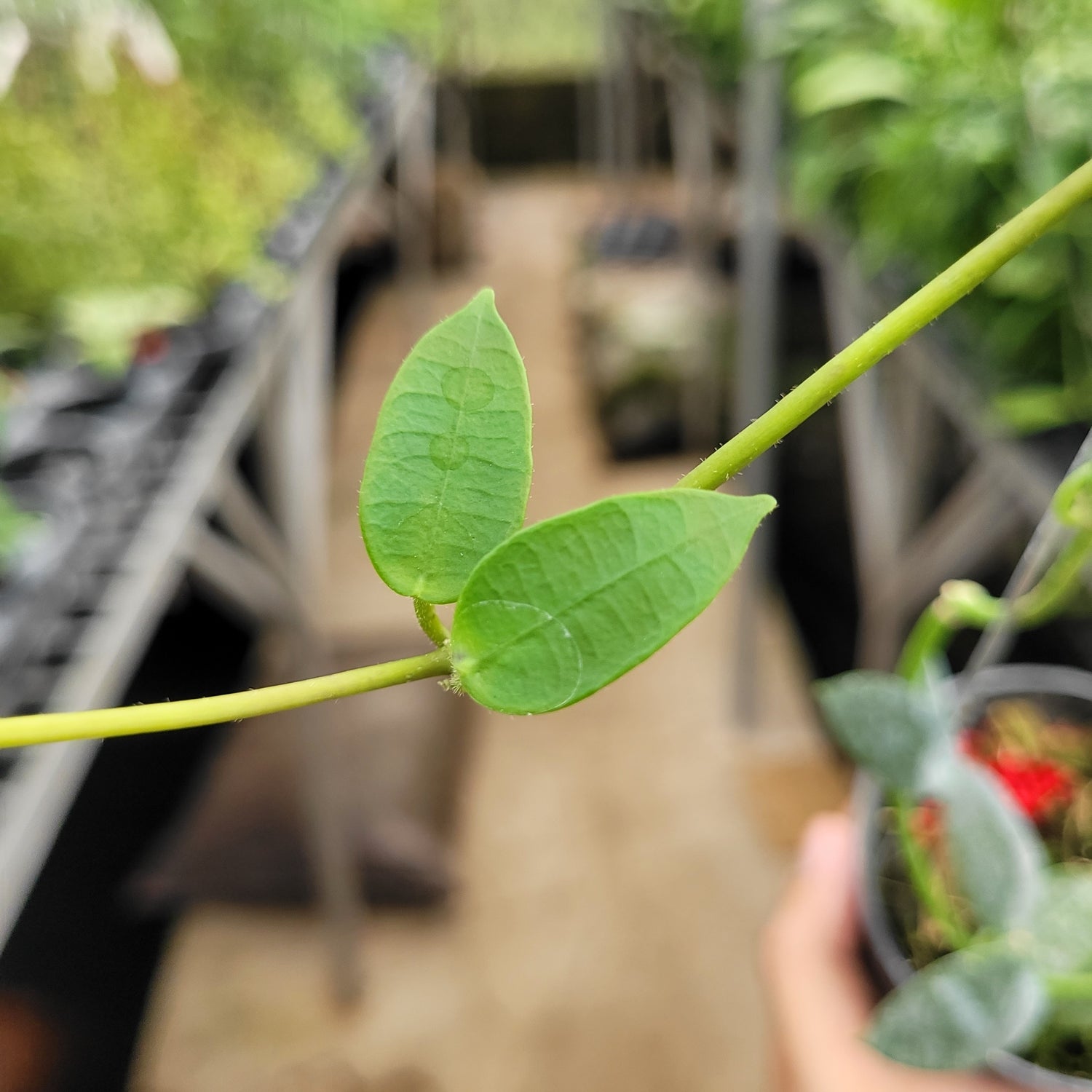 Hoya Lithophytica