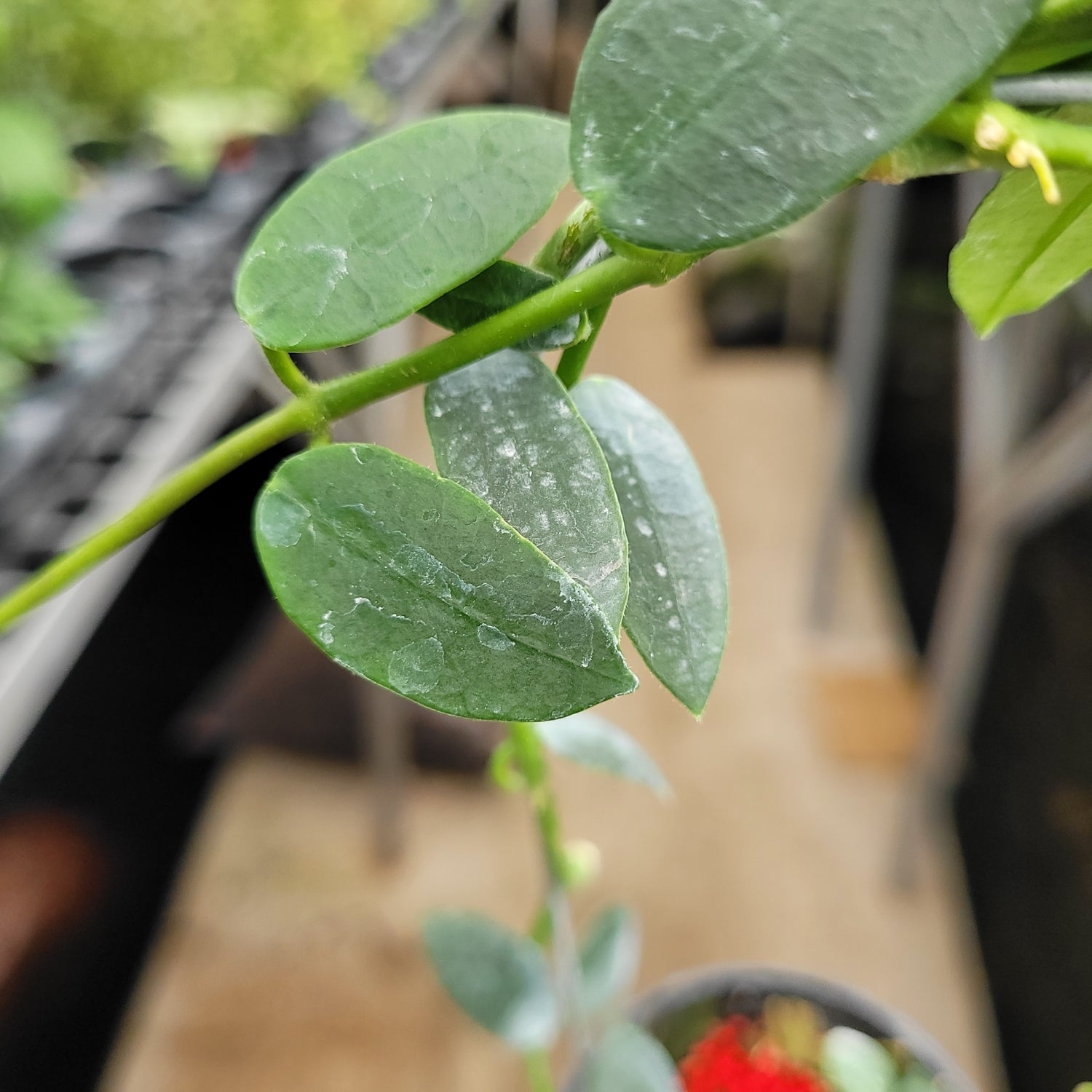 Hoya Lithophytica