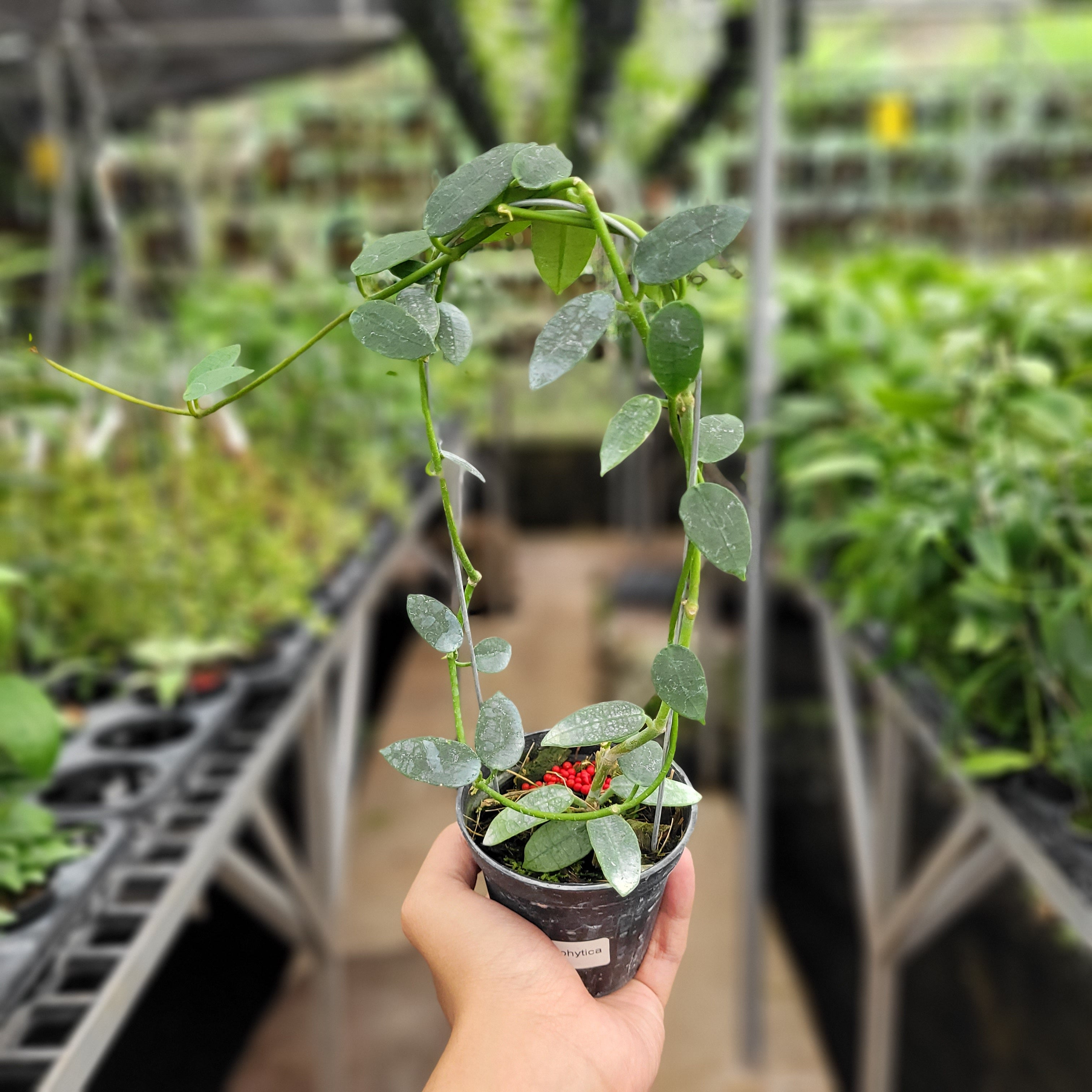 Hoya Lithophytica