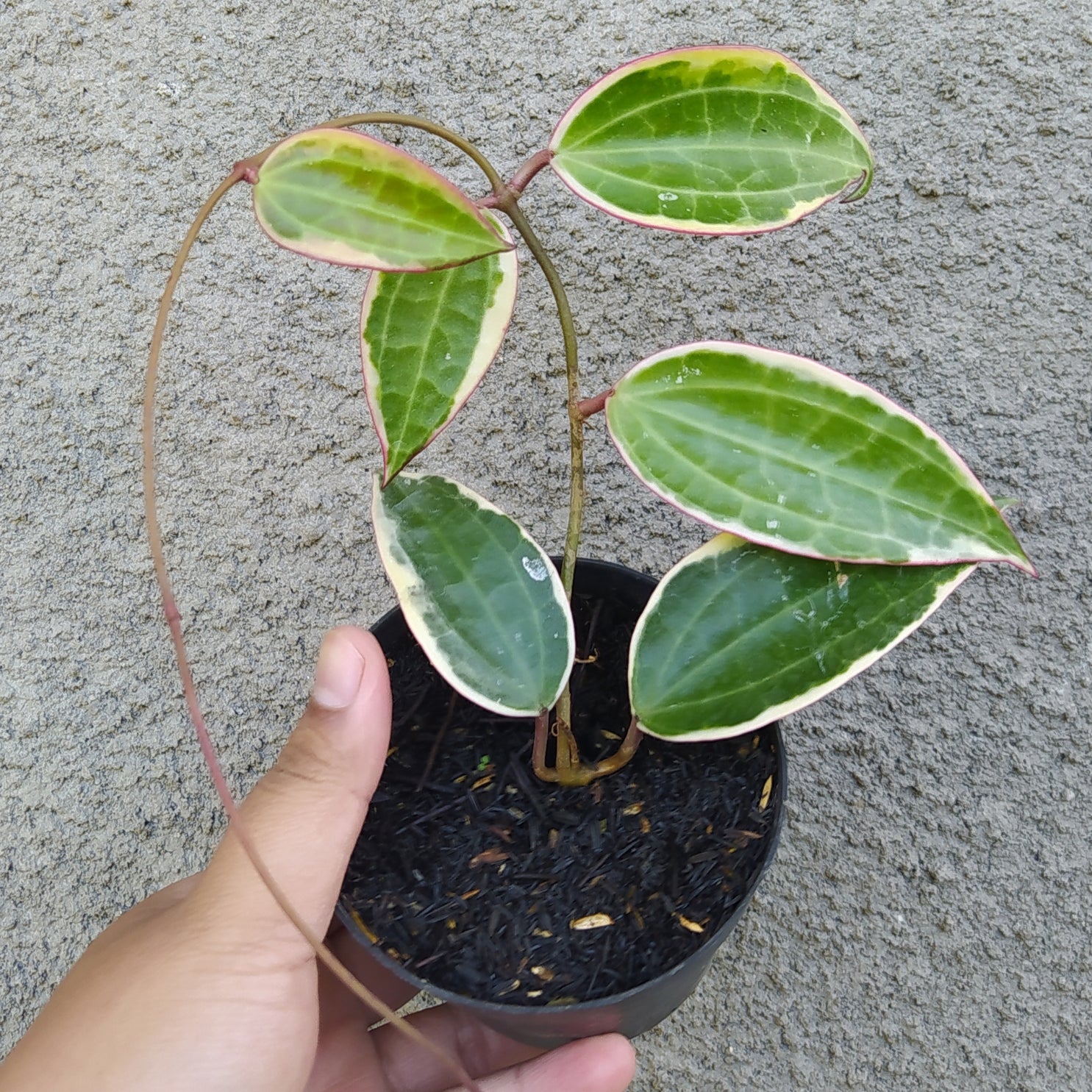 Hoya Macrophylla Variegated