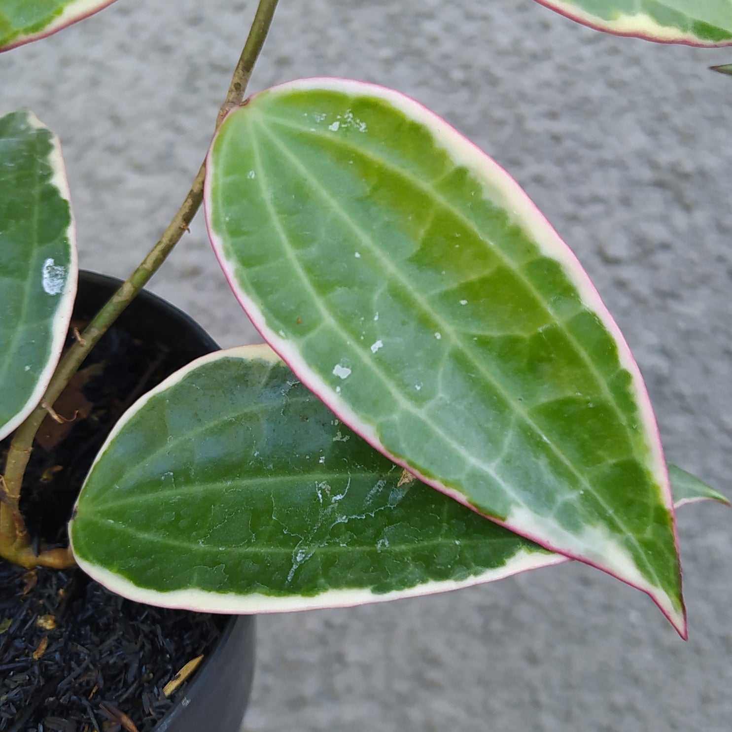 Hoya Macrophylla Variegated