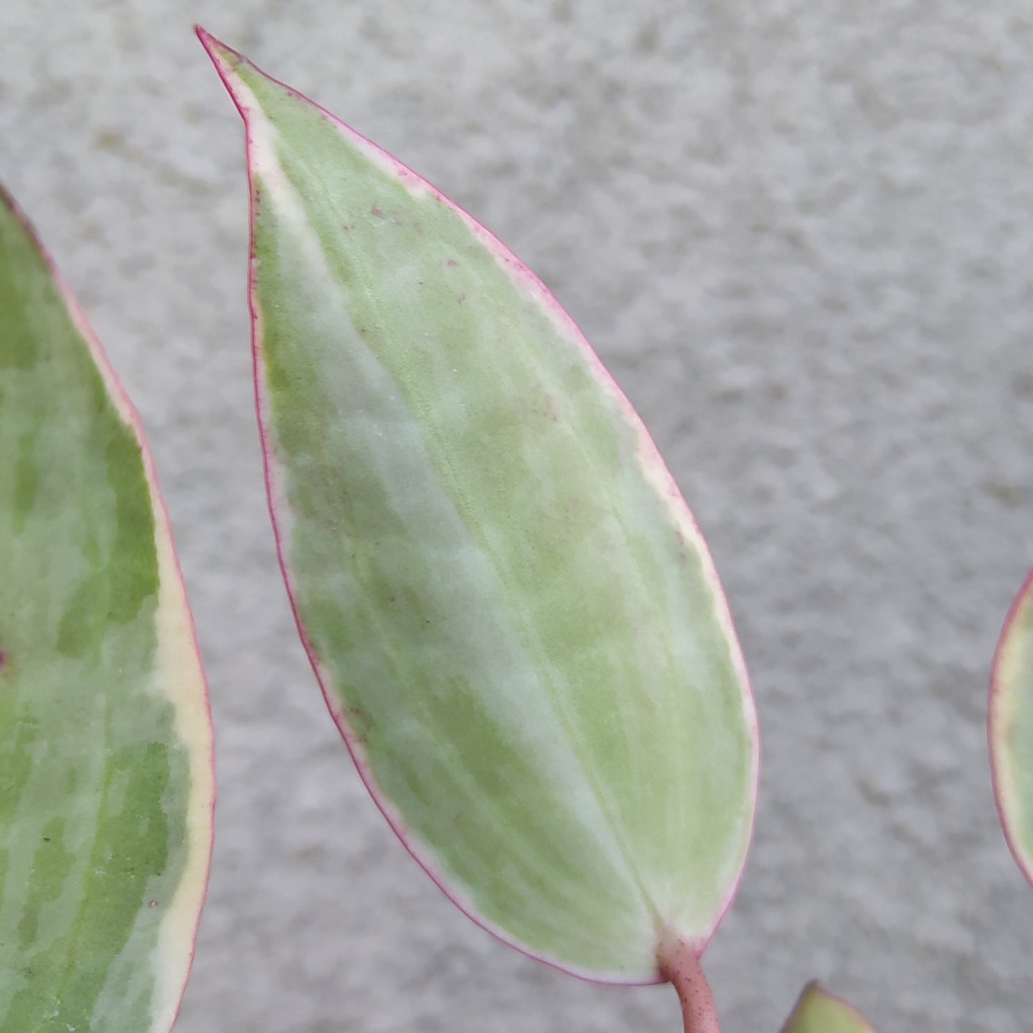 Hoya Macrophylla Variegated