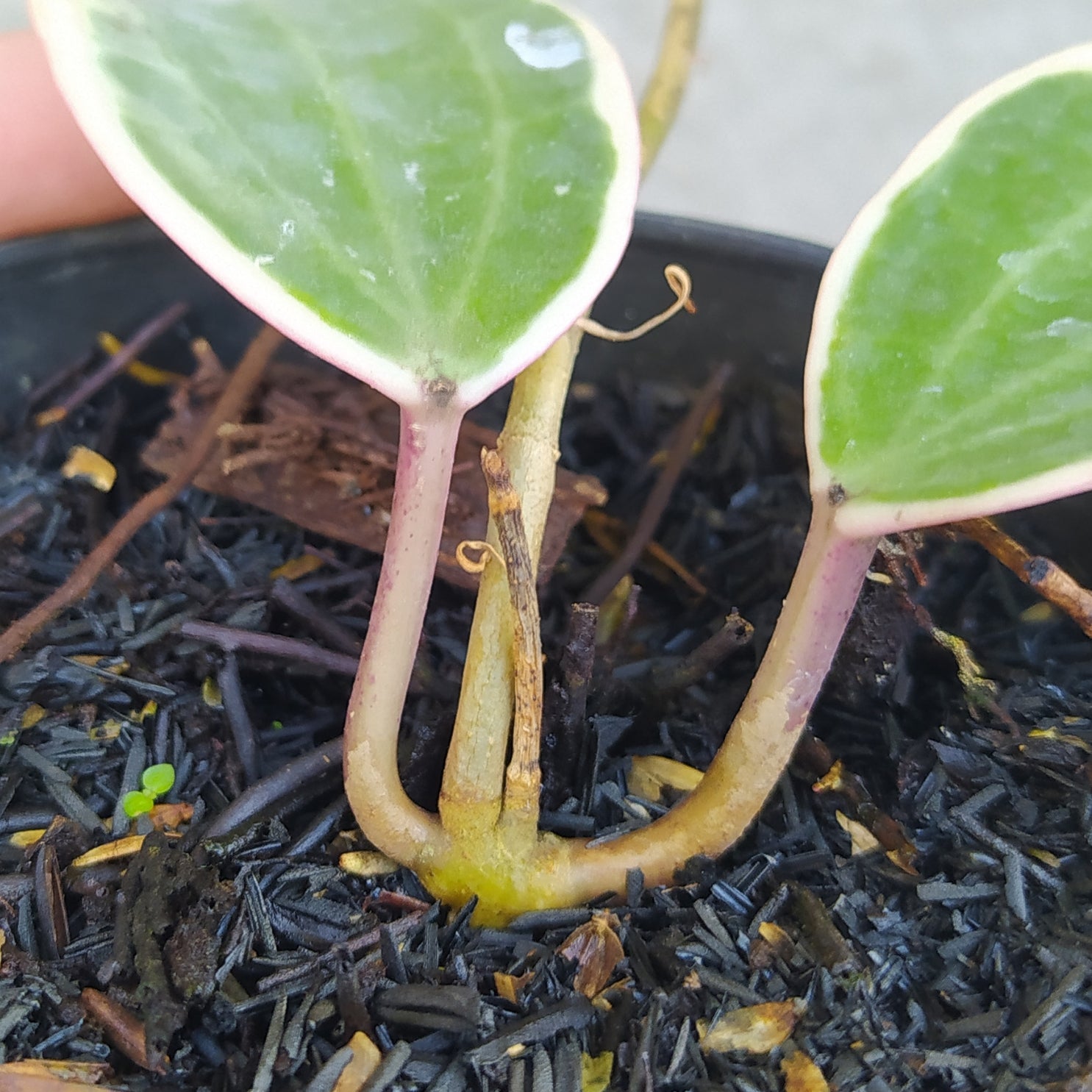 Hoya Macrophylla Variegated