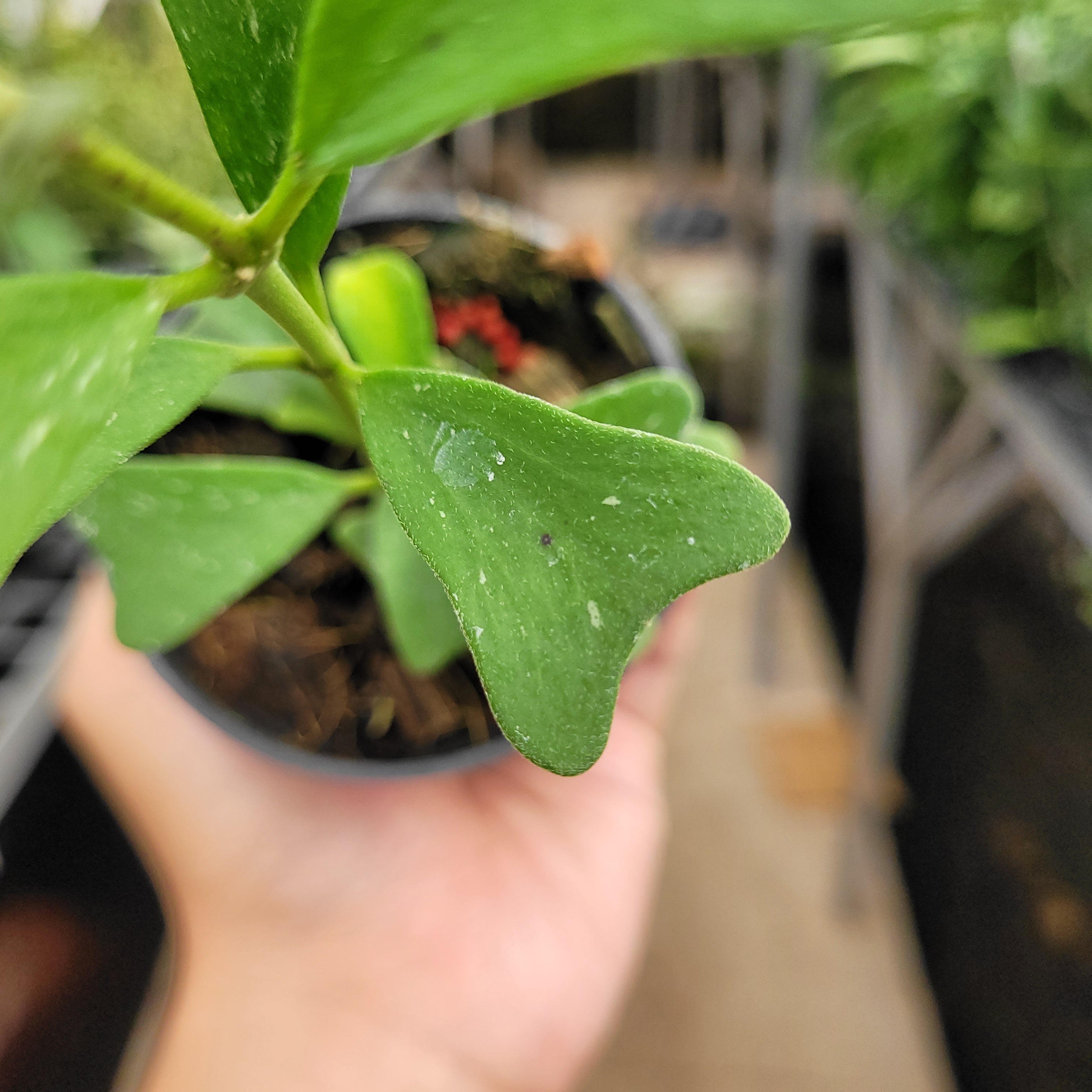 Hoya Manipurensis