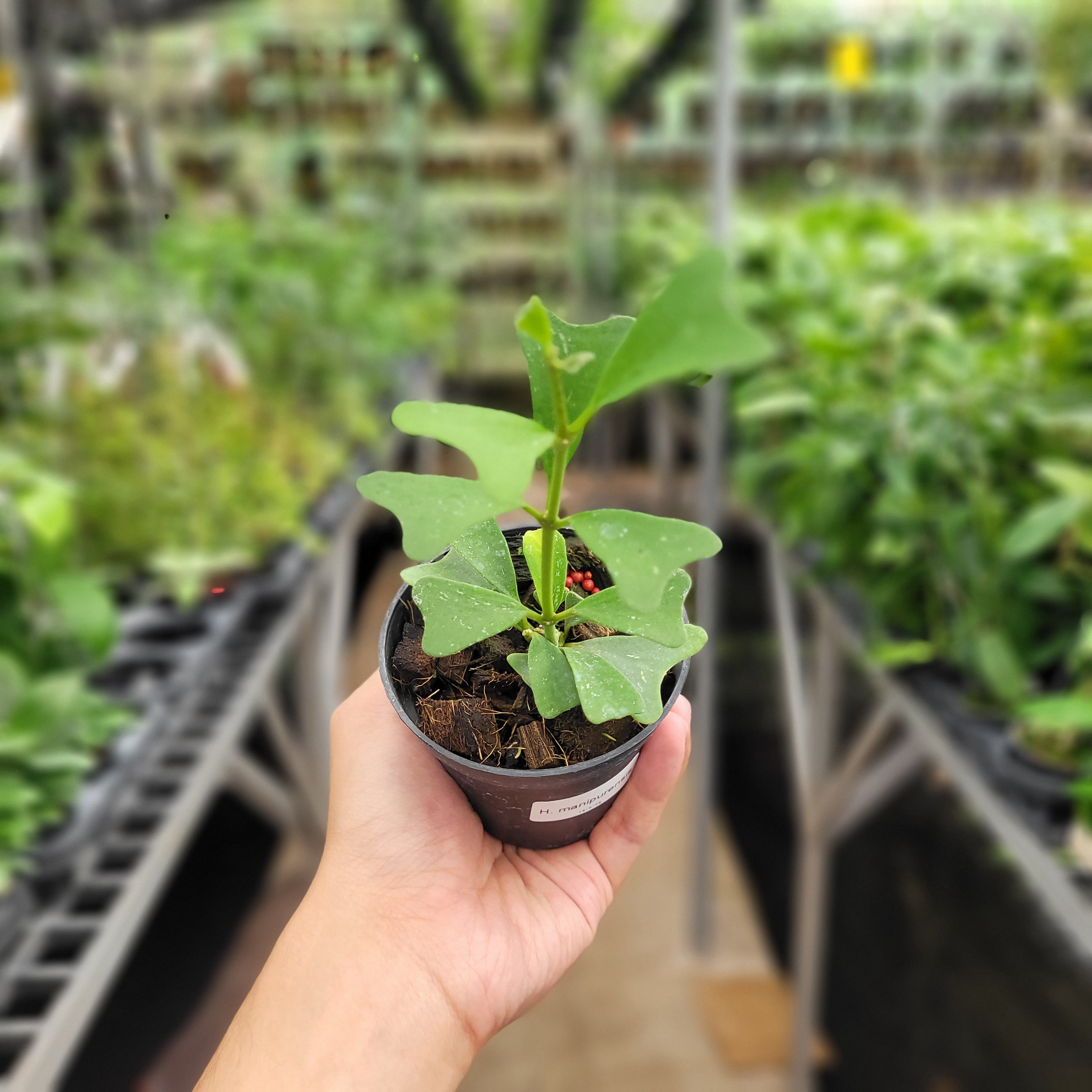 Hoya Manipurensis