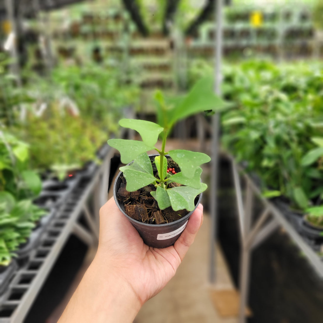 Hoya Manipurensis