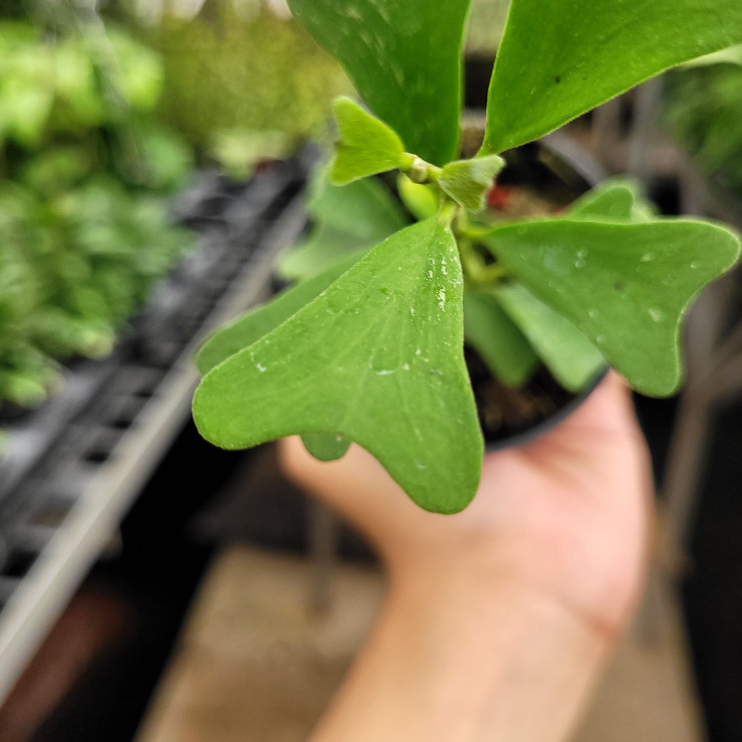 Hoya Manipurensis