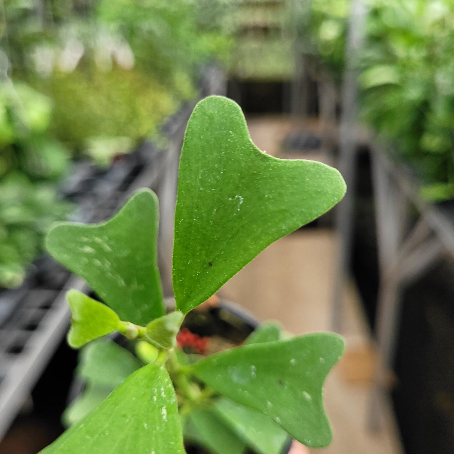 Hoya Manipurensis