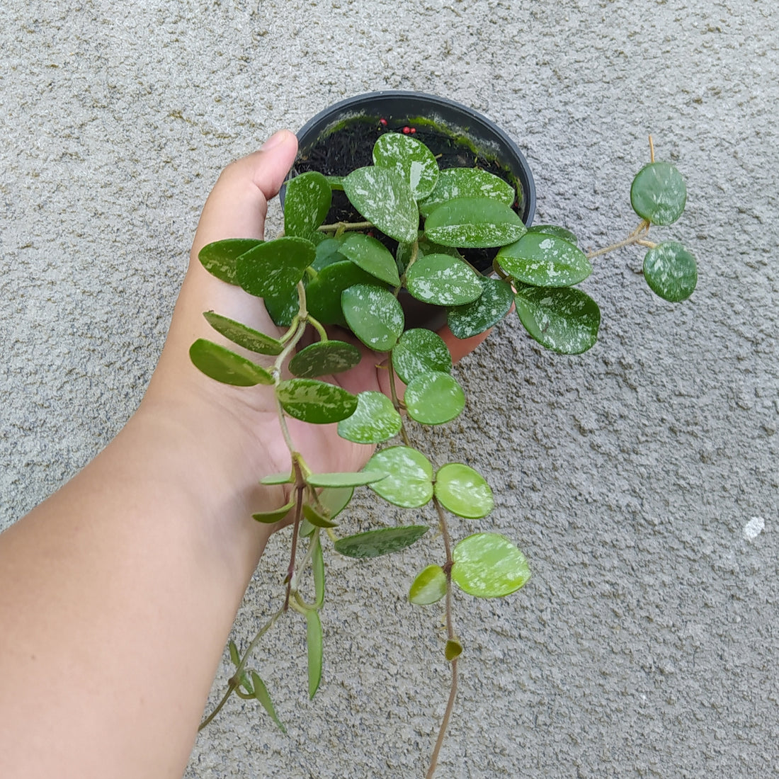 Hoya Mathilde Splash