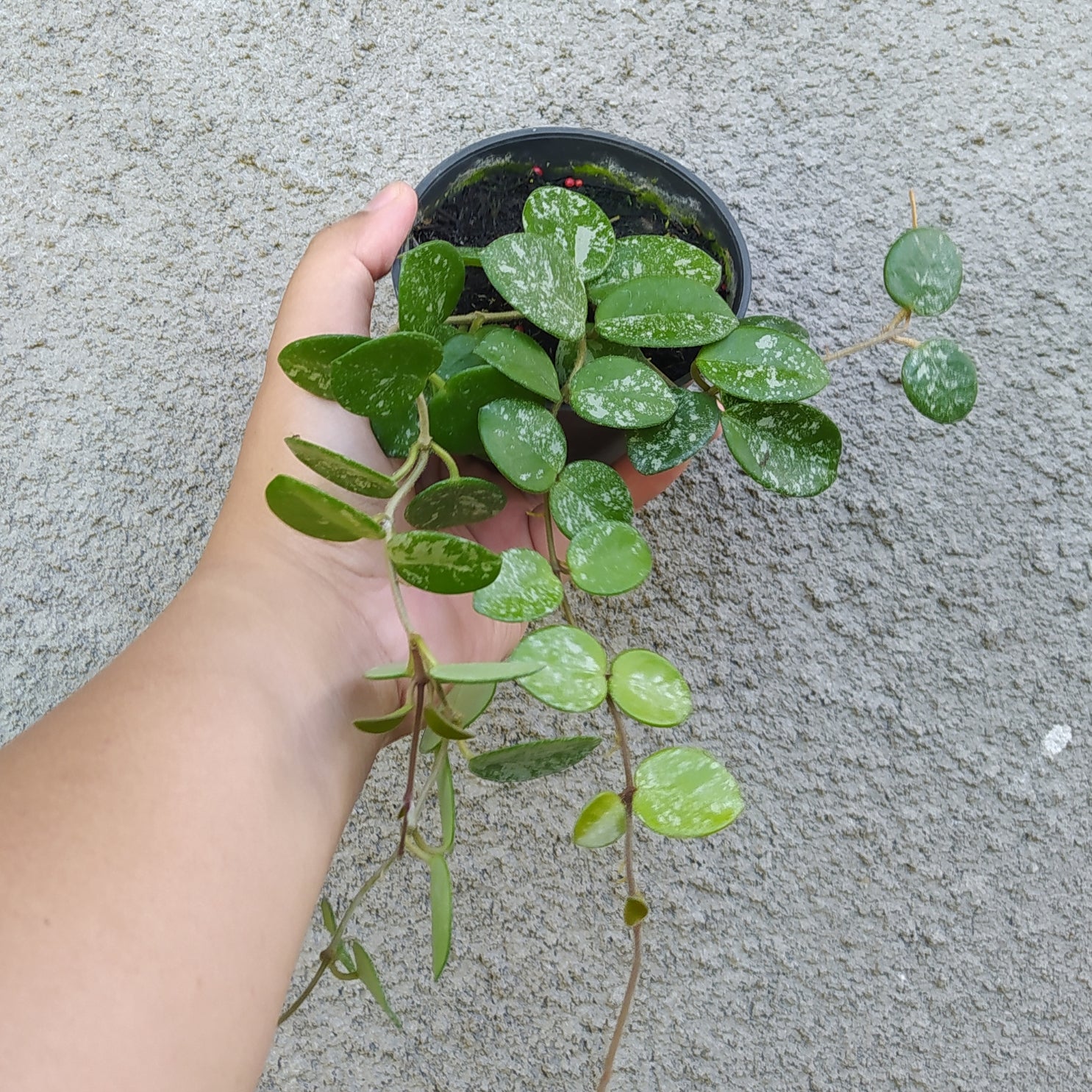 Hoya Mathilde Splash