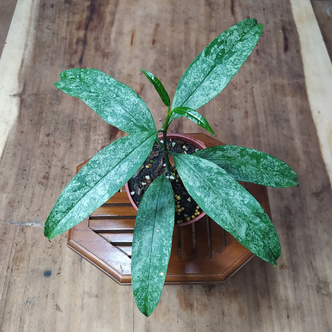 Hoya Multiflora Silver West Java