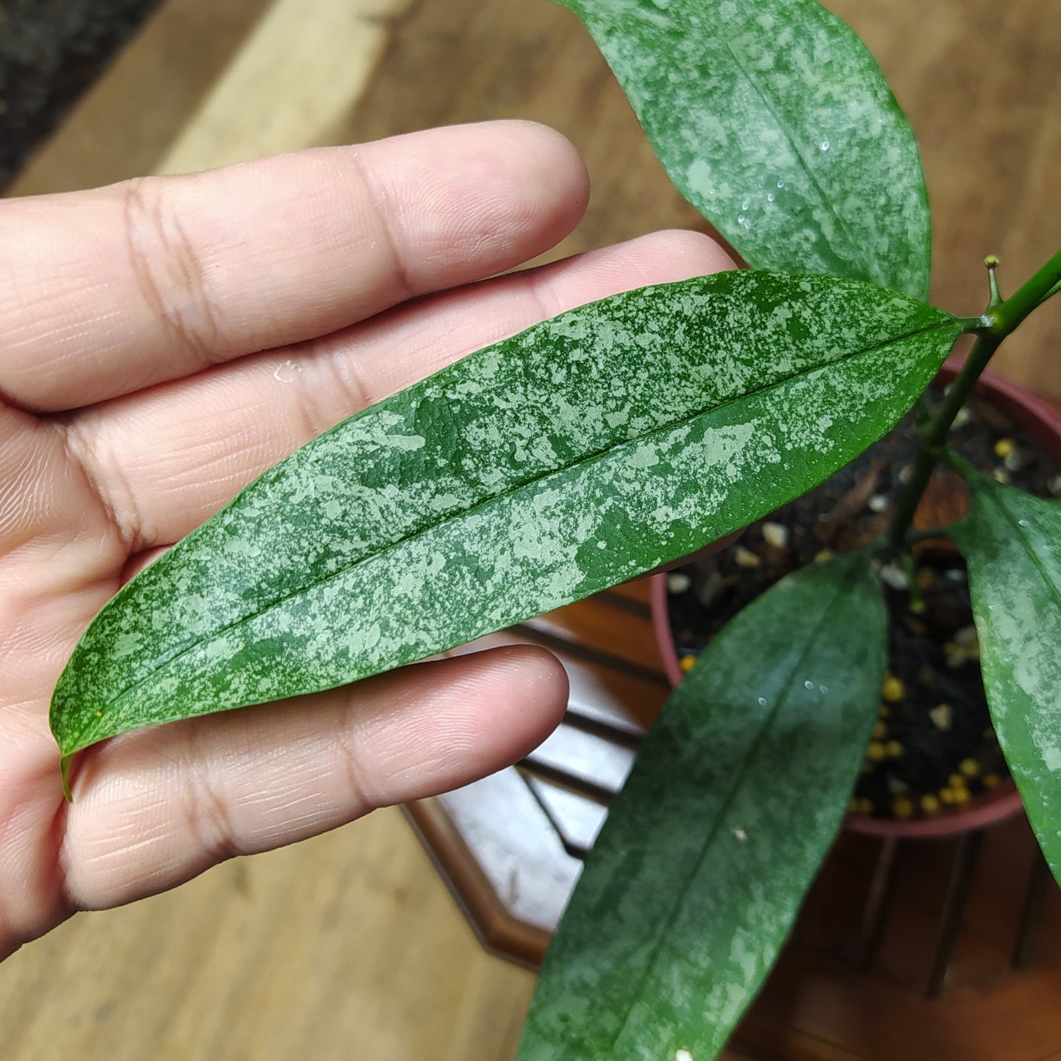 Hoya Multiflora Silver West Java