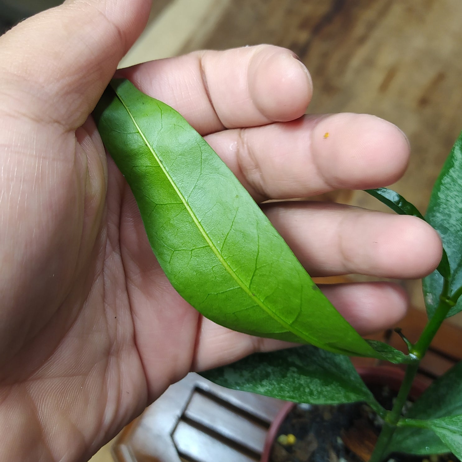 Hoya Multiflora Silver West Java