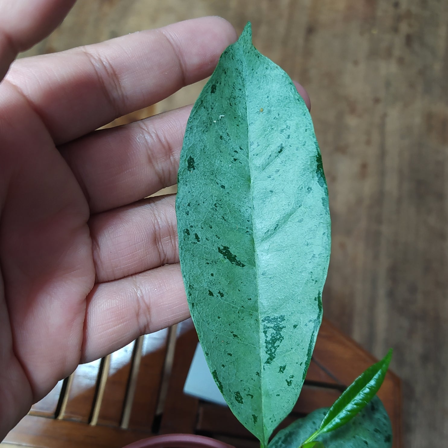 Hoya Ocultata Silver