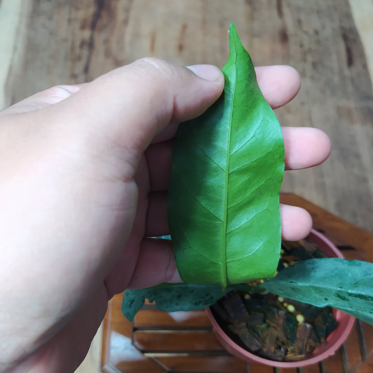 Hoya Ocultata Silver