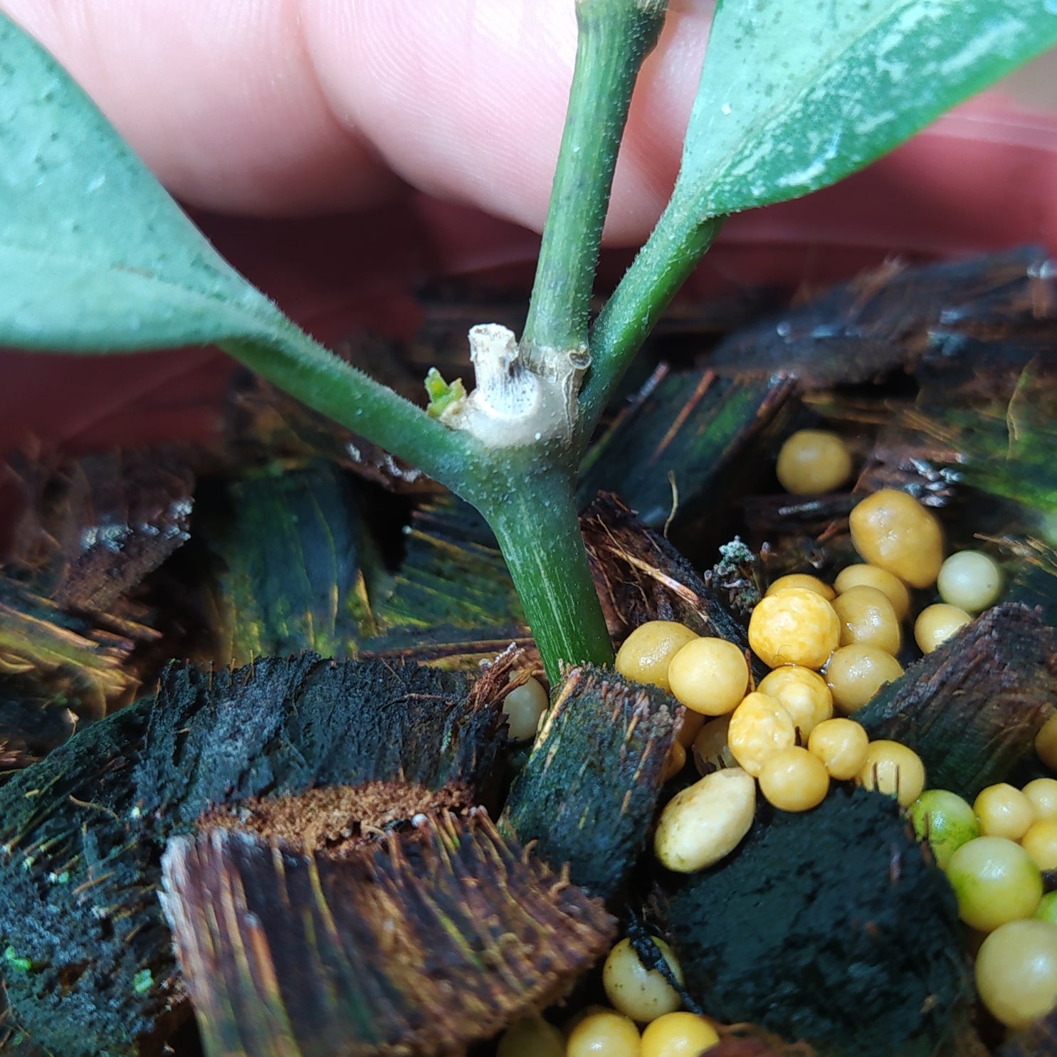 Hoya Ocultata Silver