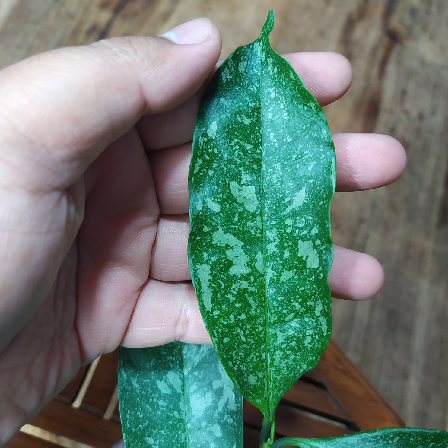 Hoya Ocultata Splash