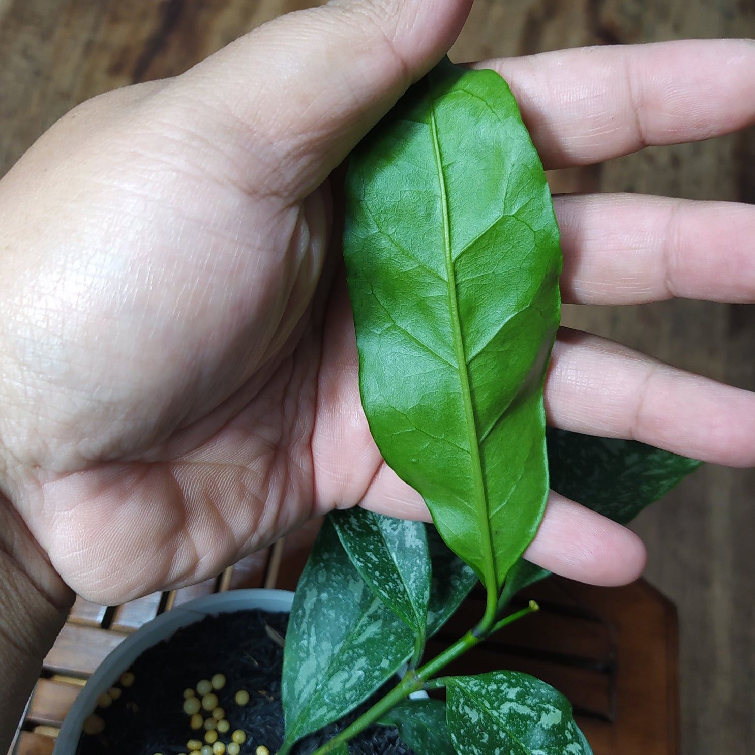 Hoya Ocultata Splash