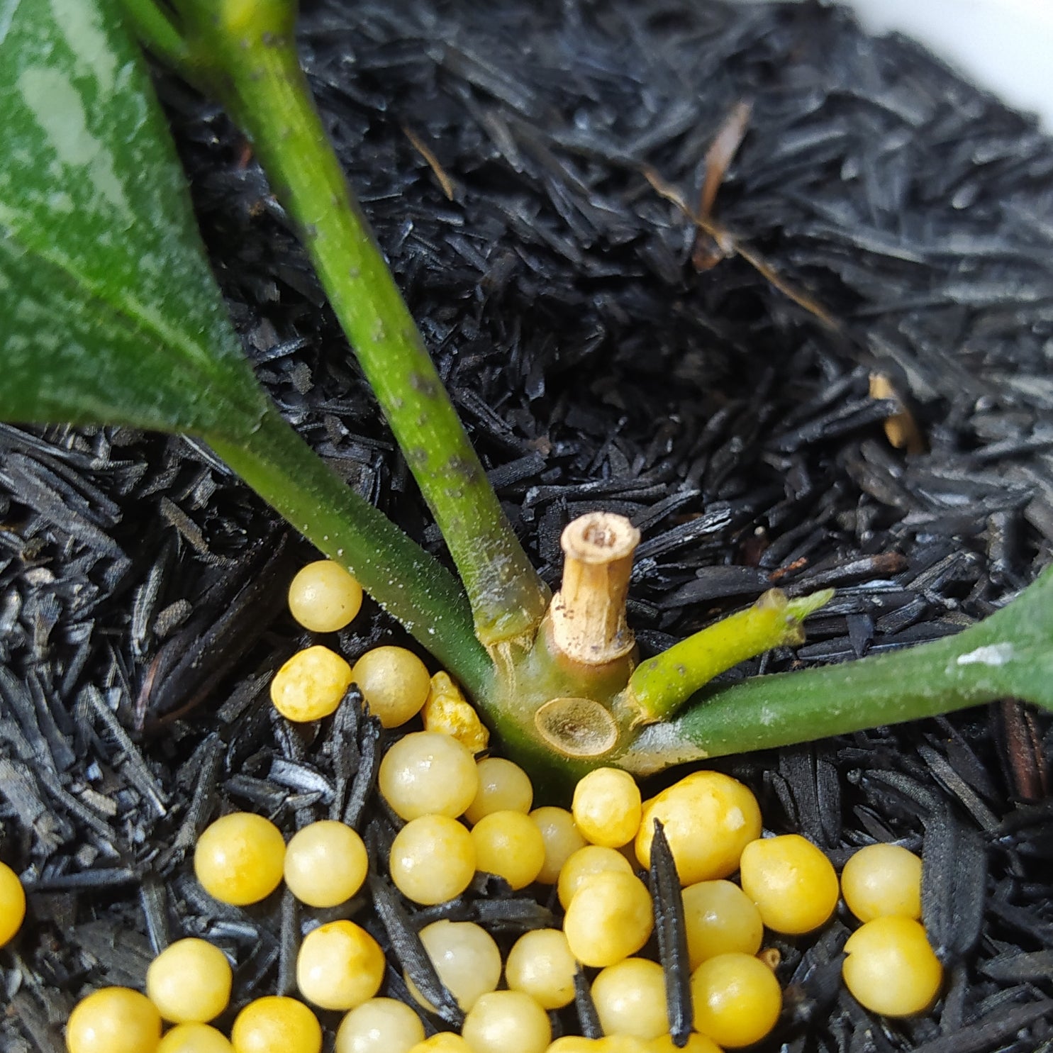 Hoya Ocultata Splash