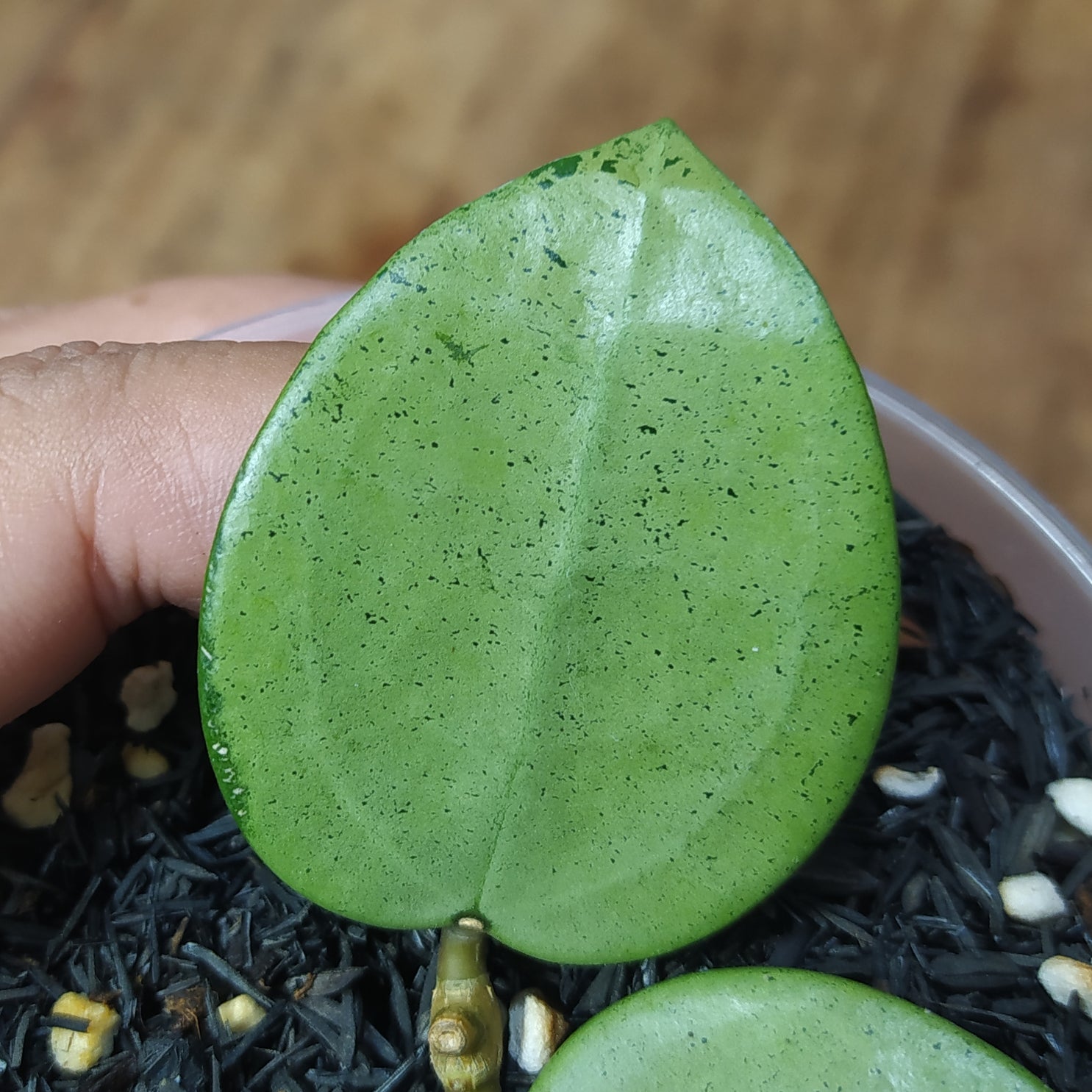 Hoya Paracitica Heart Silver