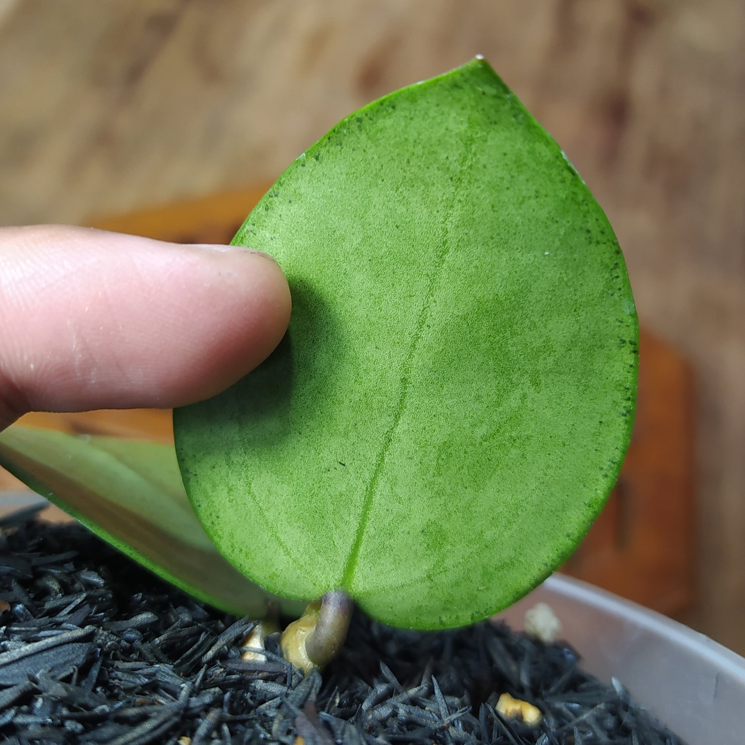 Hoya Paracitica Heart Silver