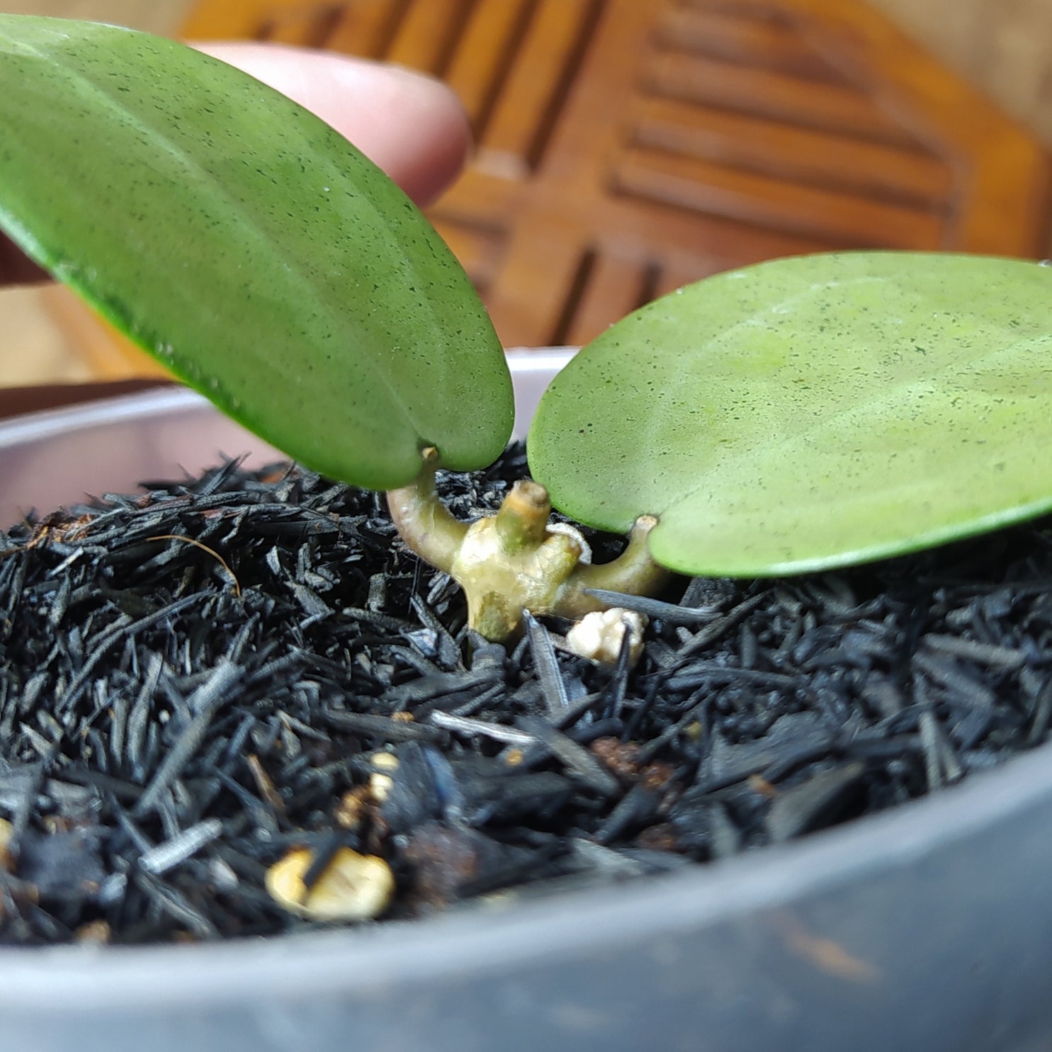 Hoya Paracitica Heart Silver