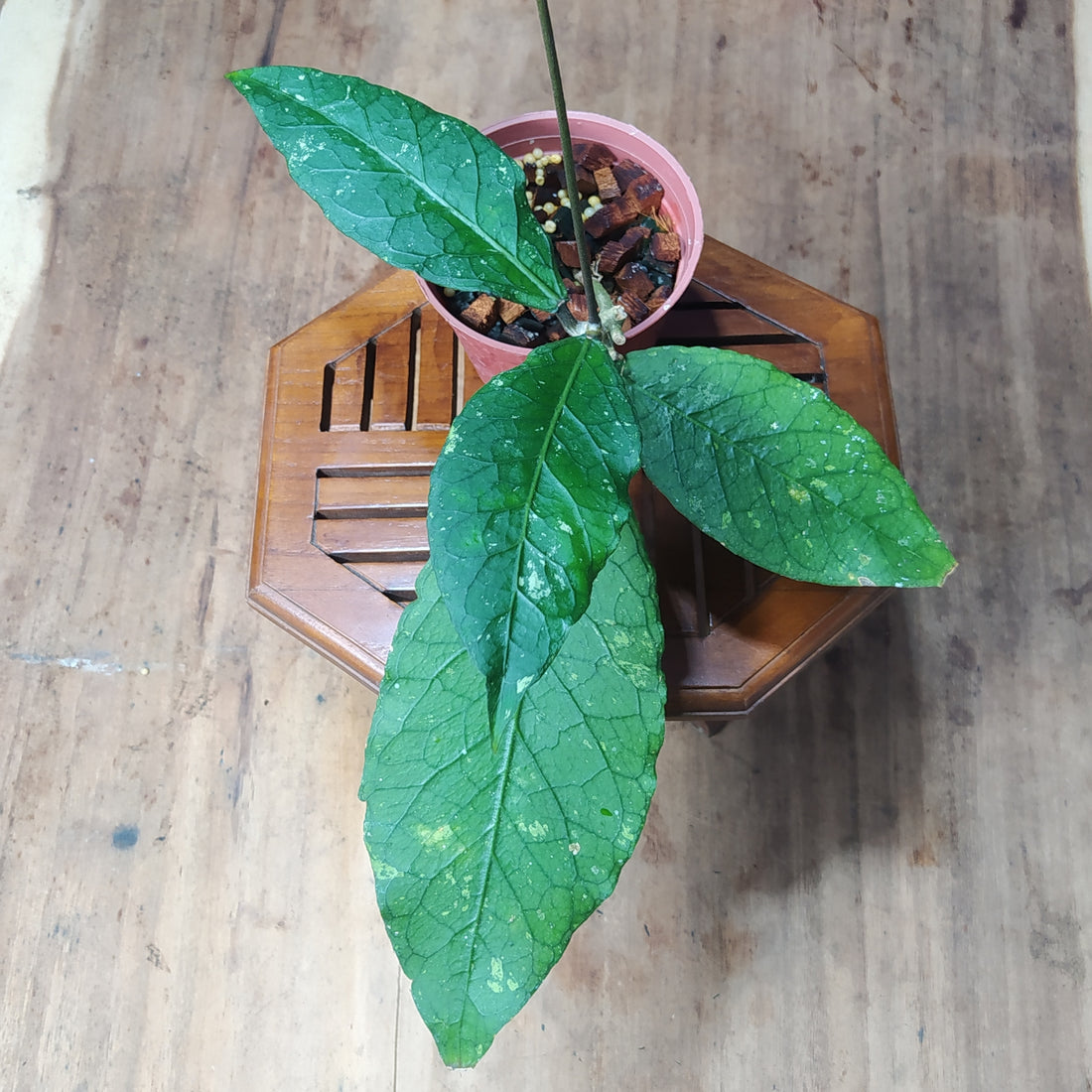 Hoya SP Aceh Gayo